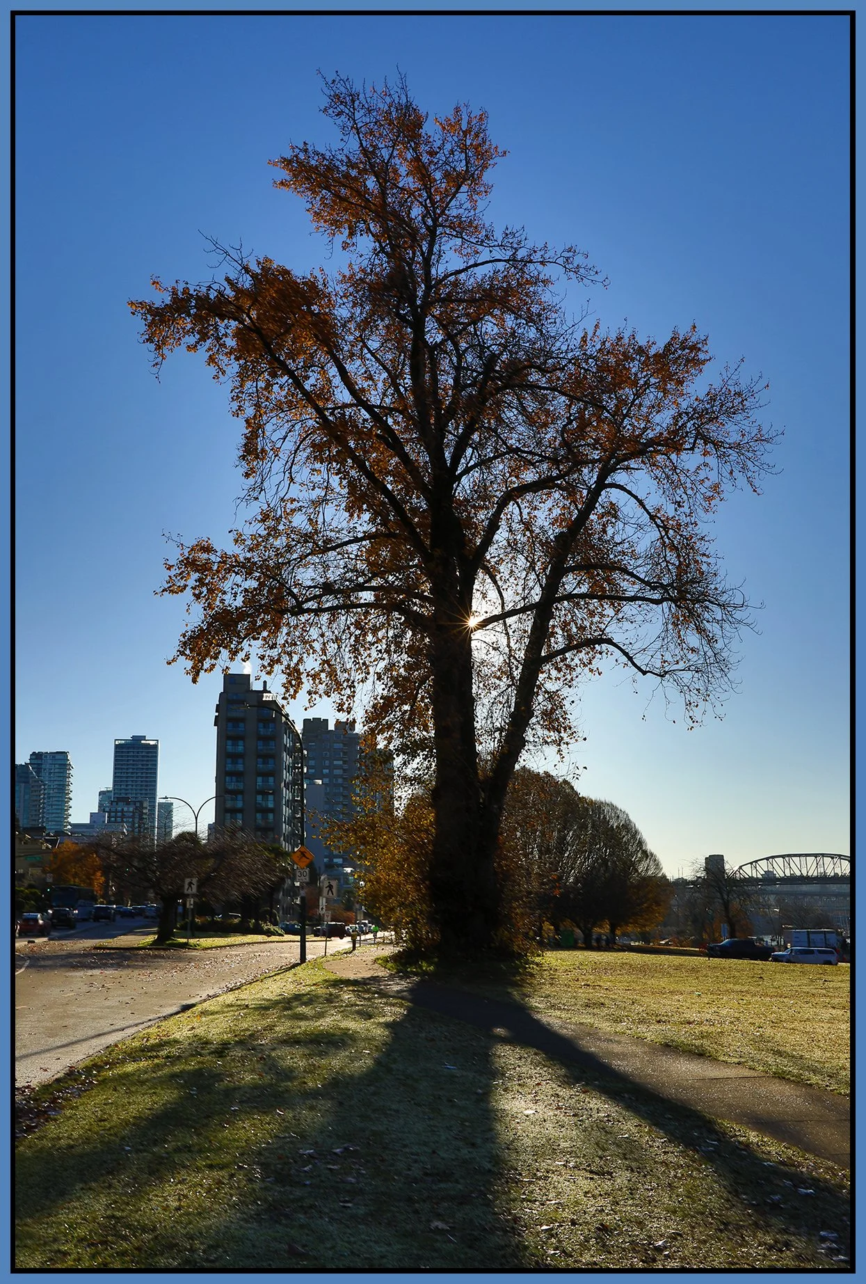 Beach Ave Tree_Nov 23_2023_HDR_5E0353_4x6s.jpg