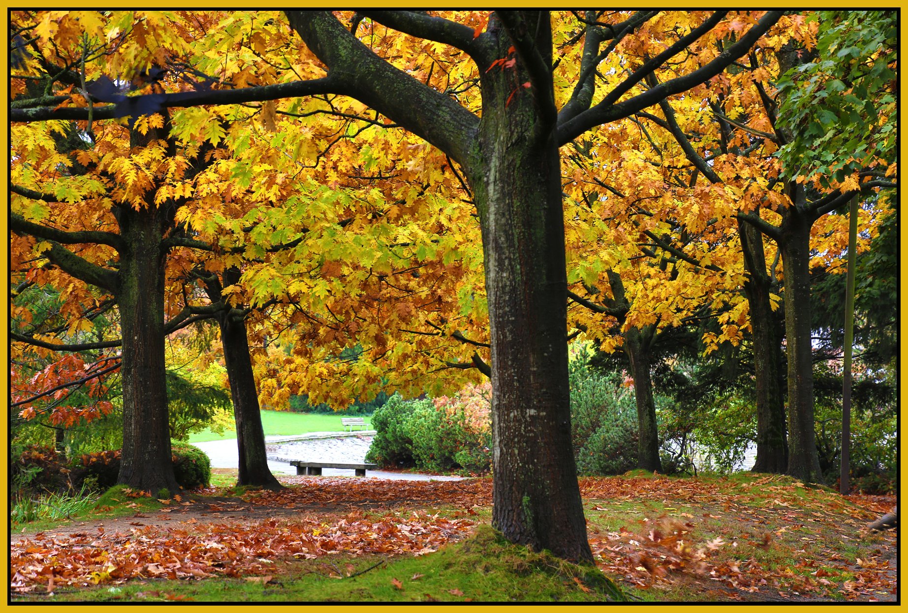 Charleson Pk Trees_Oct 20_2016_HDR_L1590_4x6s.jpg