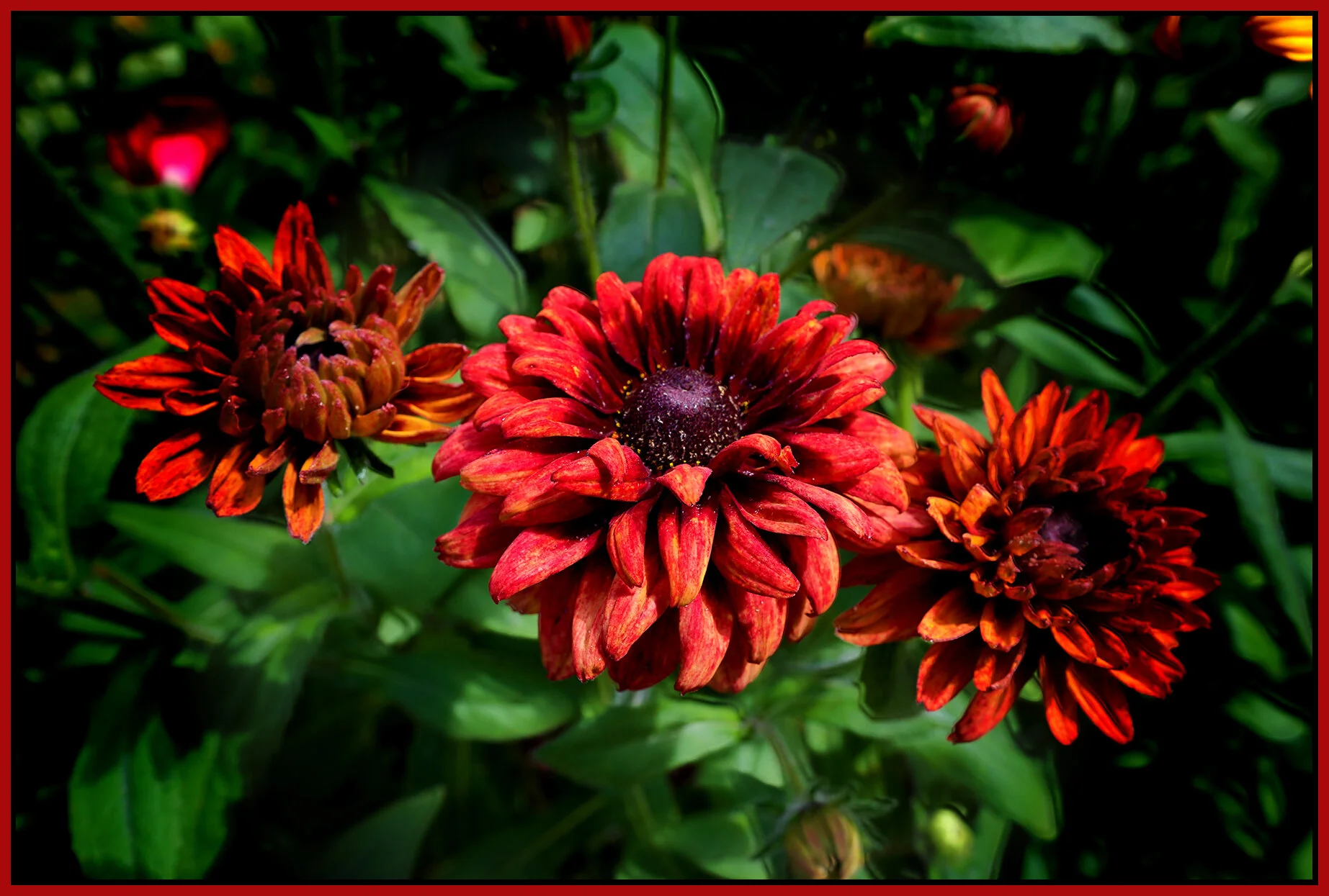 Flowers at 712 Woodland_July 9_2019_HDR_E6979_peDecRadVig_4x6s.jpg