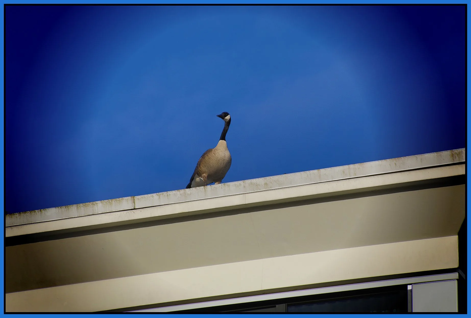 Canada Goose on Roof_May 8_2024_HDR_5E4850_peVDM_4x6s.jpg