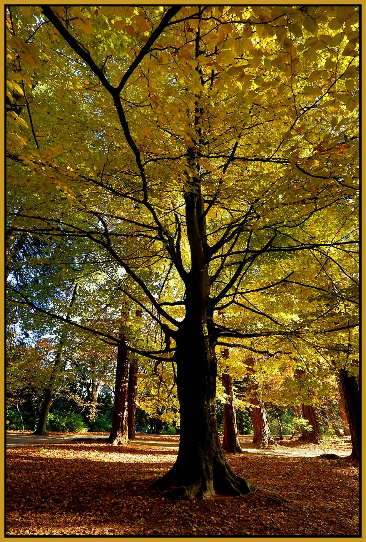 Stanley Pk Trees_Nov 18_2022_HDR_5C7026_peFbColBalD_4x6s.jpg