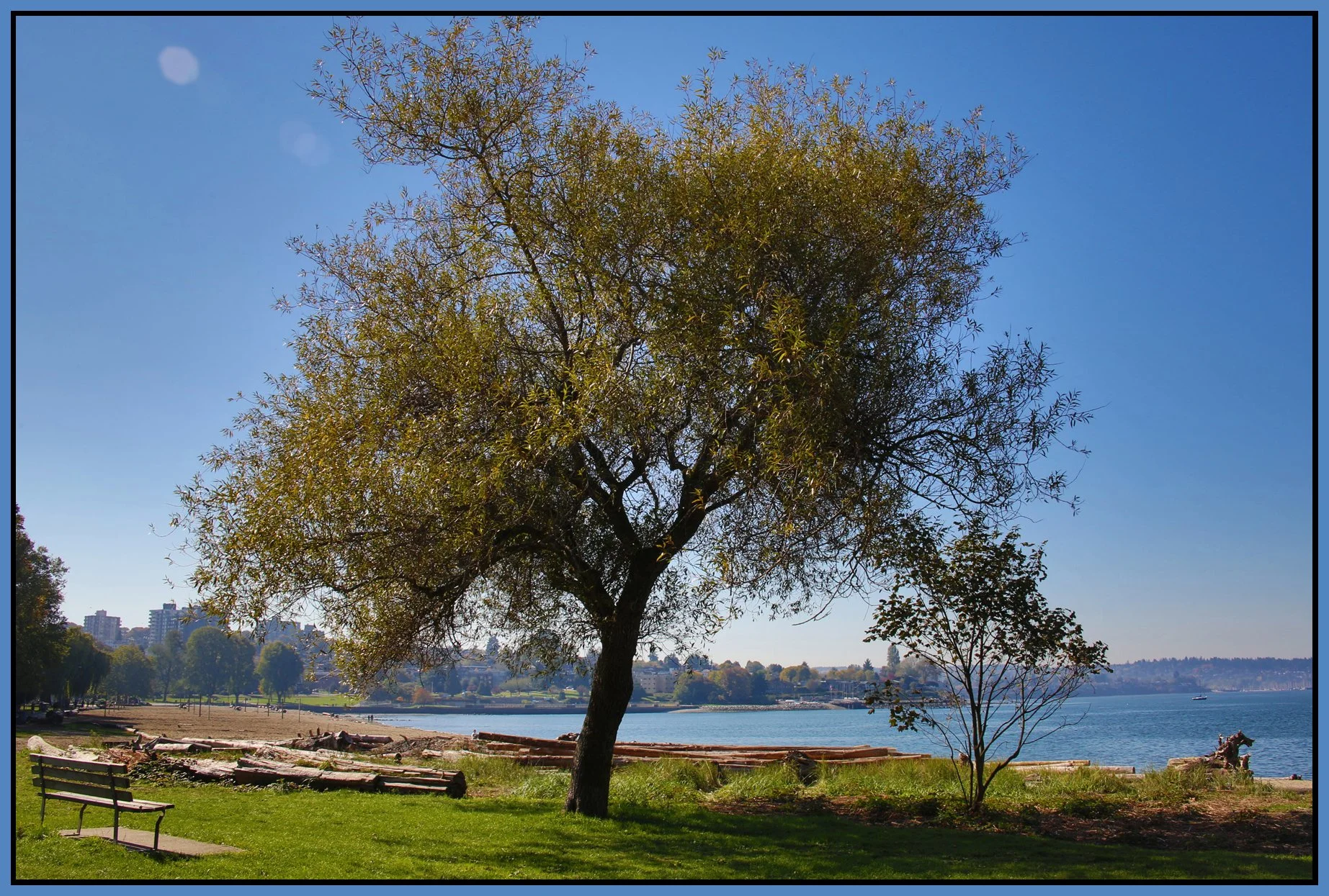 Kits Beach Tree_Sep 30_2015_HDR_H9739_4x6s.jpg