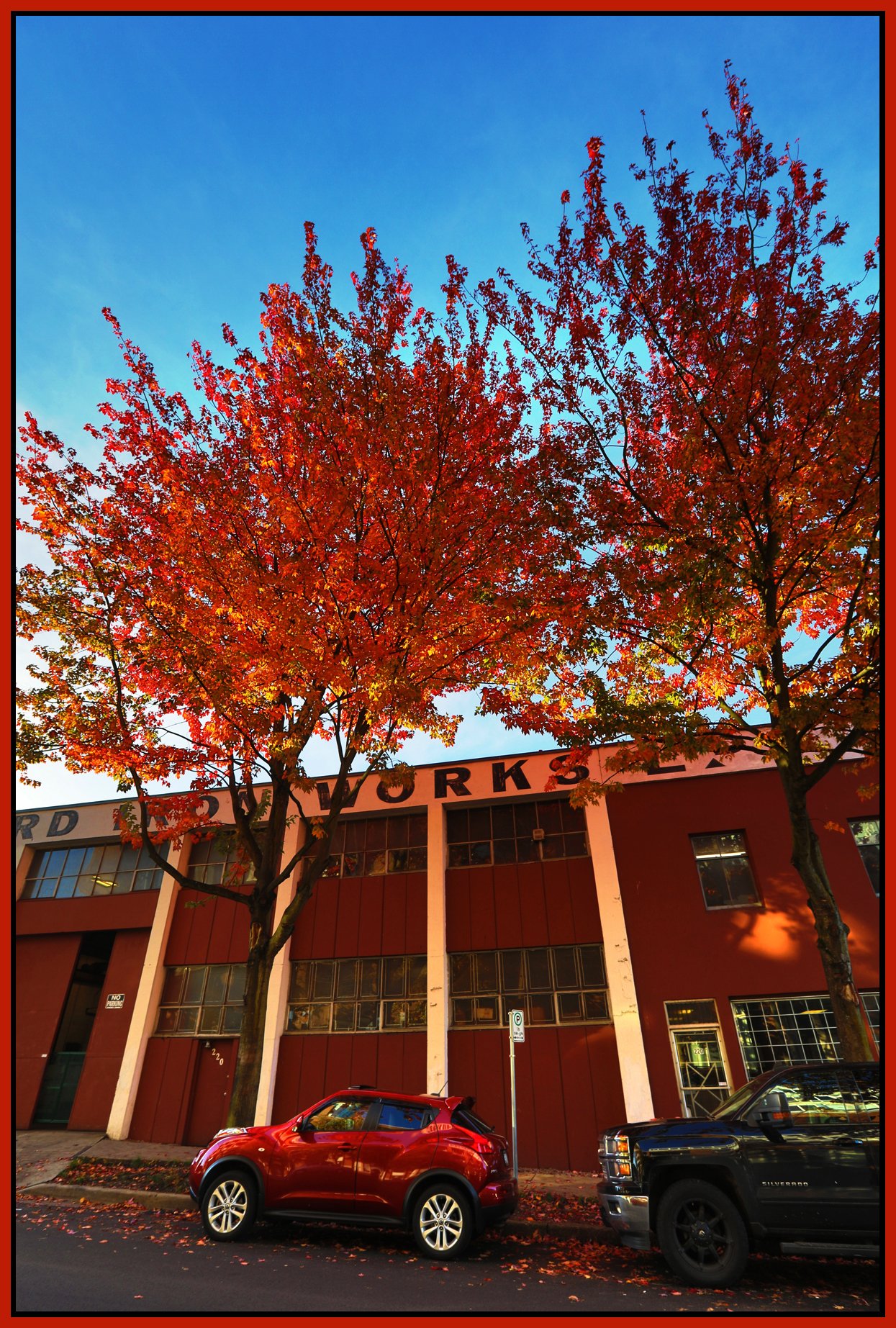 Alexander St Trees_Oct 24_2017_HDR_B3415_4x6s.jpg