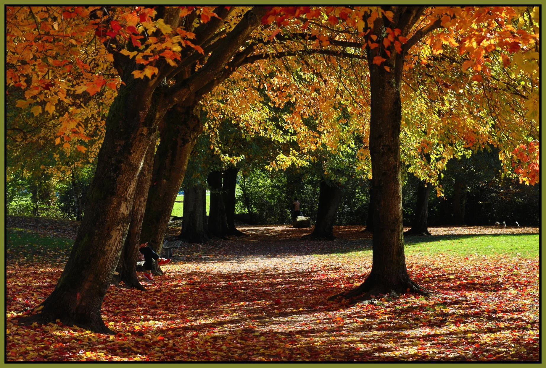Trout Lake Trees_Oct 24_2017_HDR_B3647_4x6s.jpg