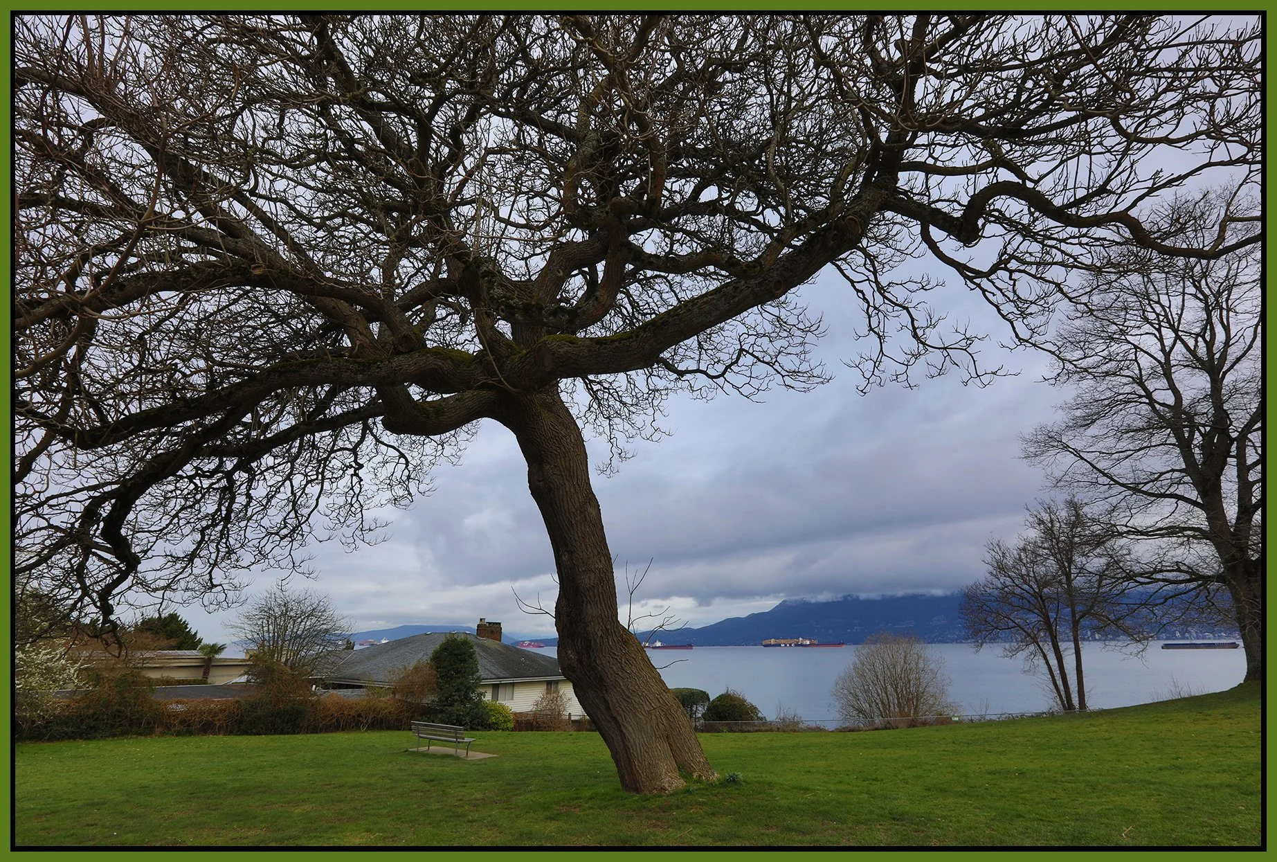 Margaret Pigott Park Tree_Mar 20_2022_HDR_5B0845_4x6s.jpg