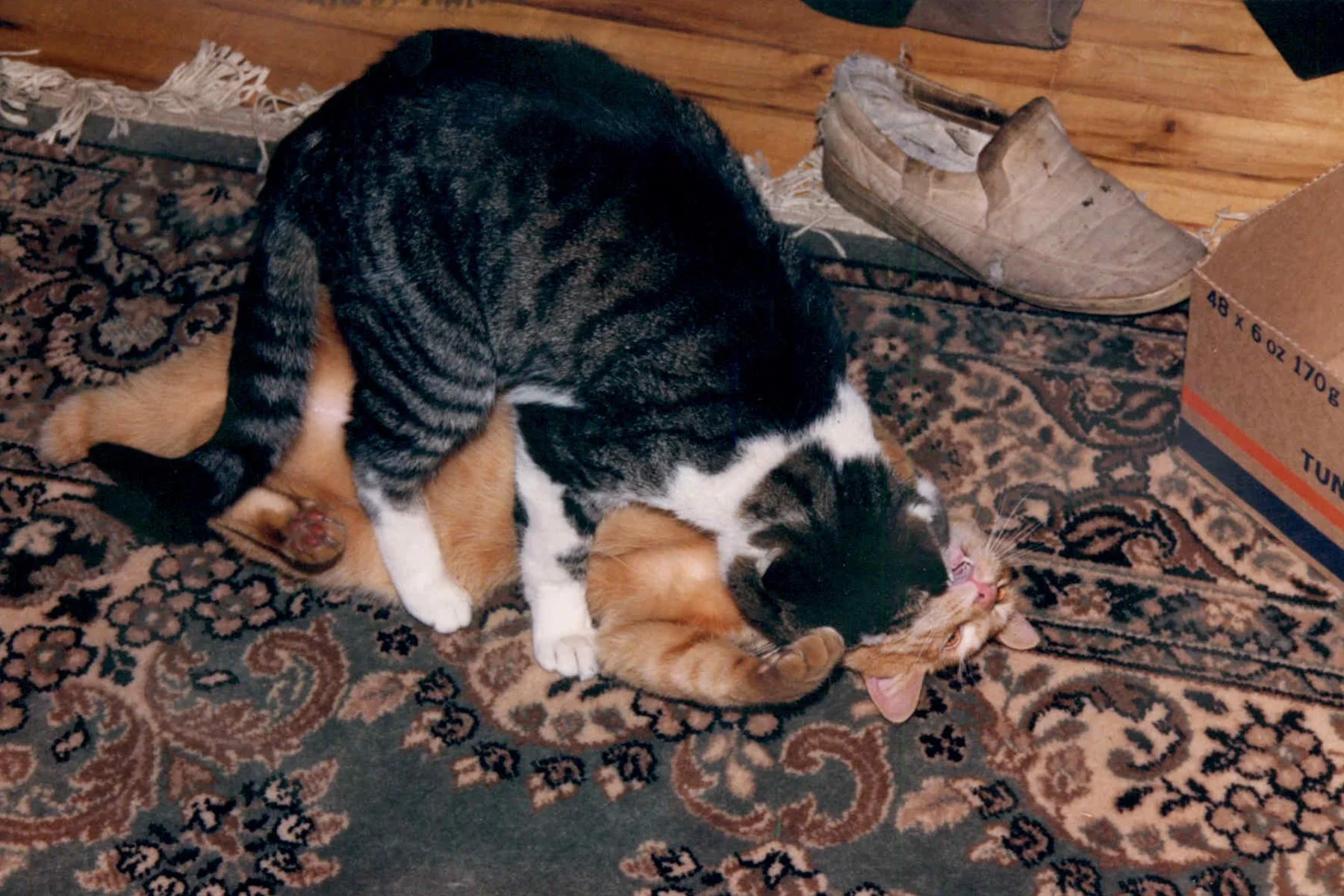 Maximum & Figgy_1989_0009_4x6.jpg