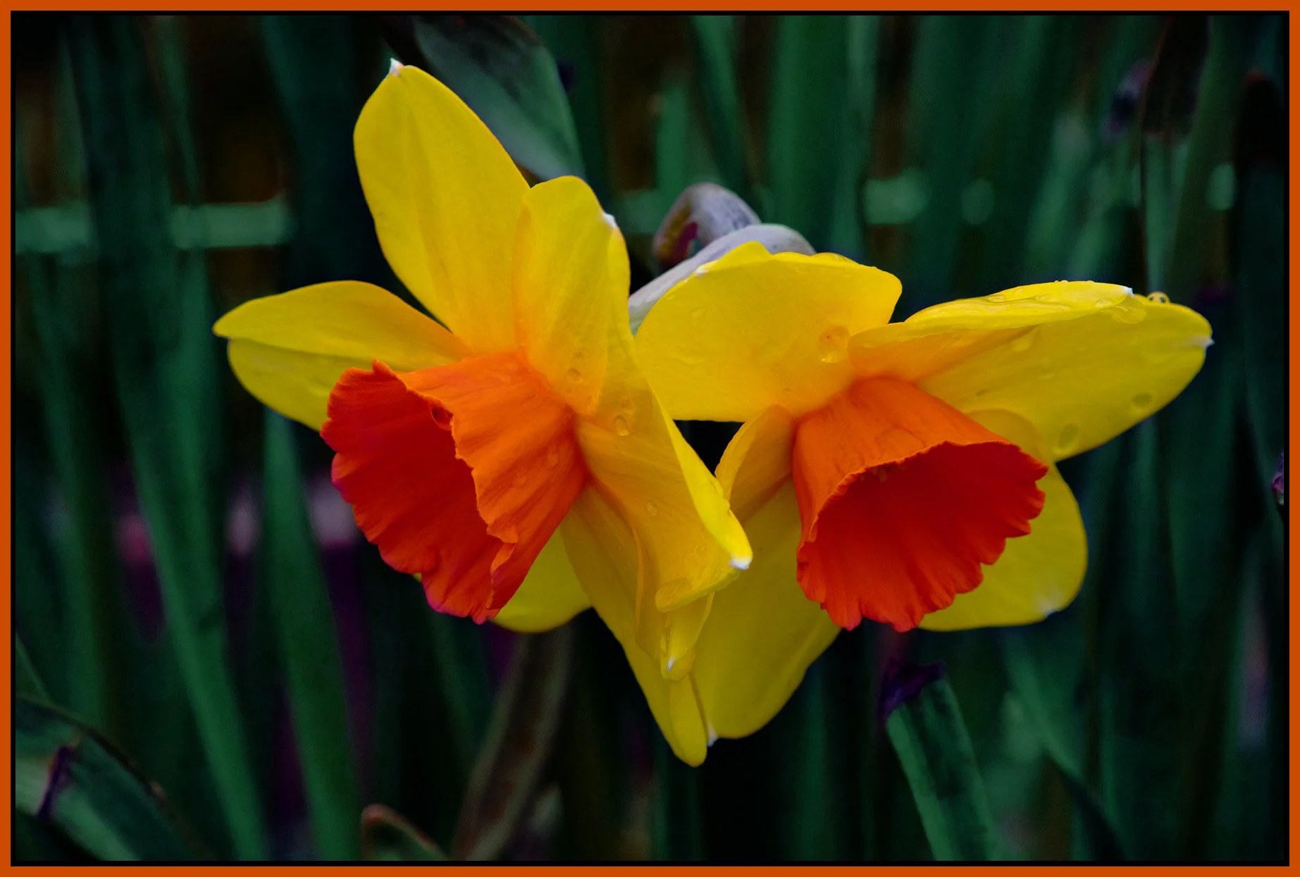 Flowers Daffodils_Apr 3_2022_CR2_5B1245_pePop_4x6s.jpg