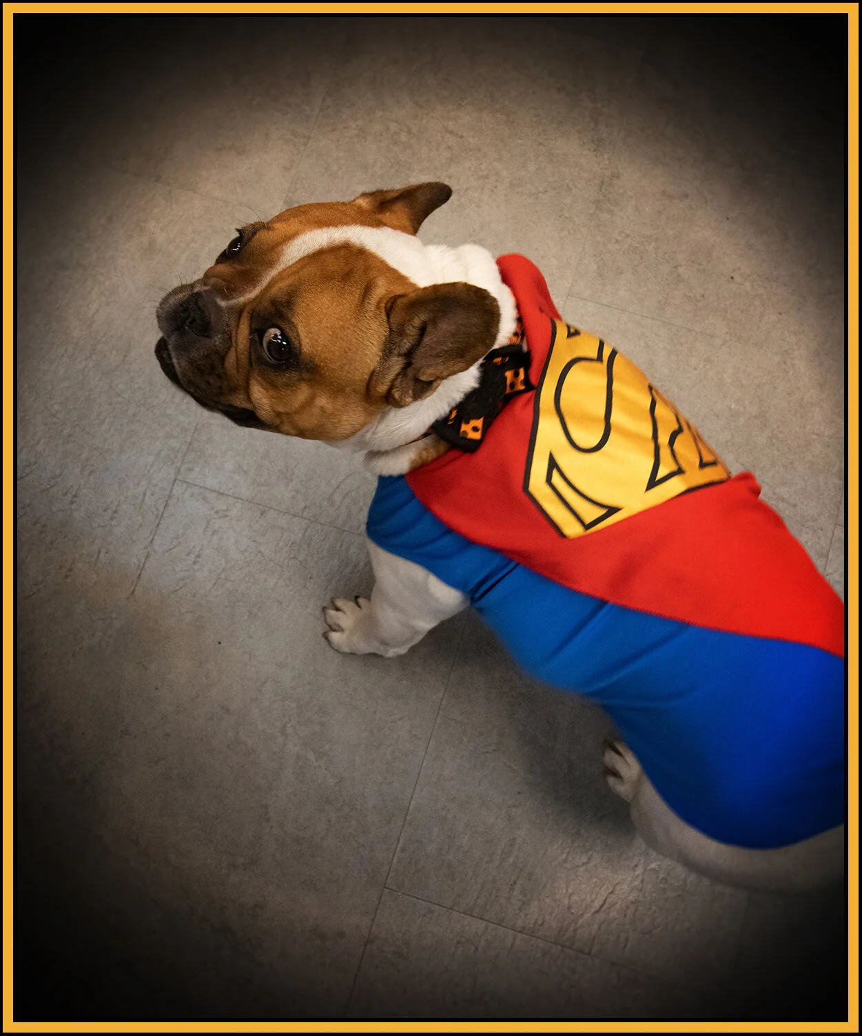 Loki_Oct 27_2018_CR2_D1721_peStrngVign_4x6ss.jpg