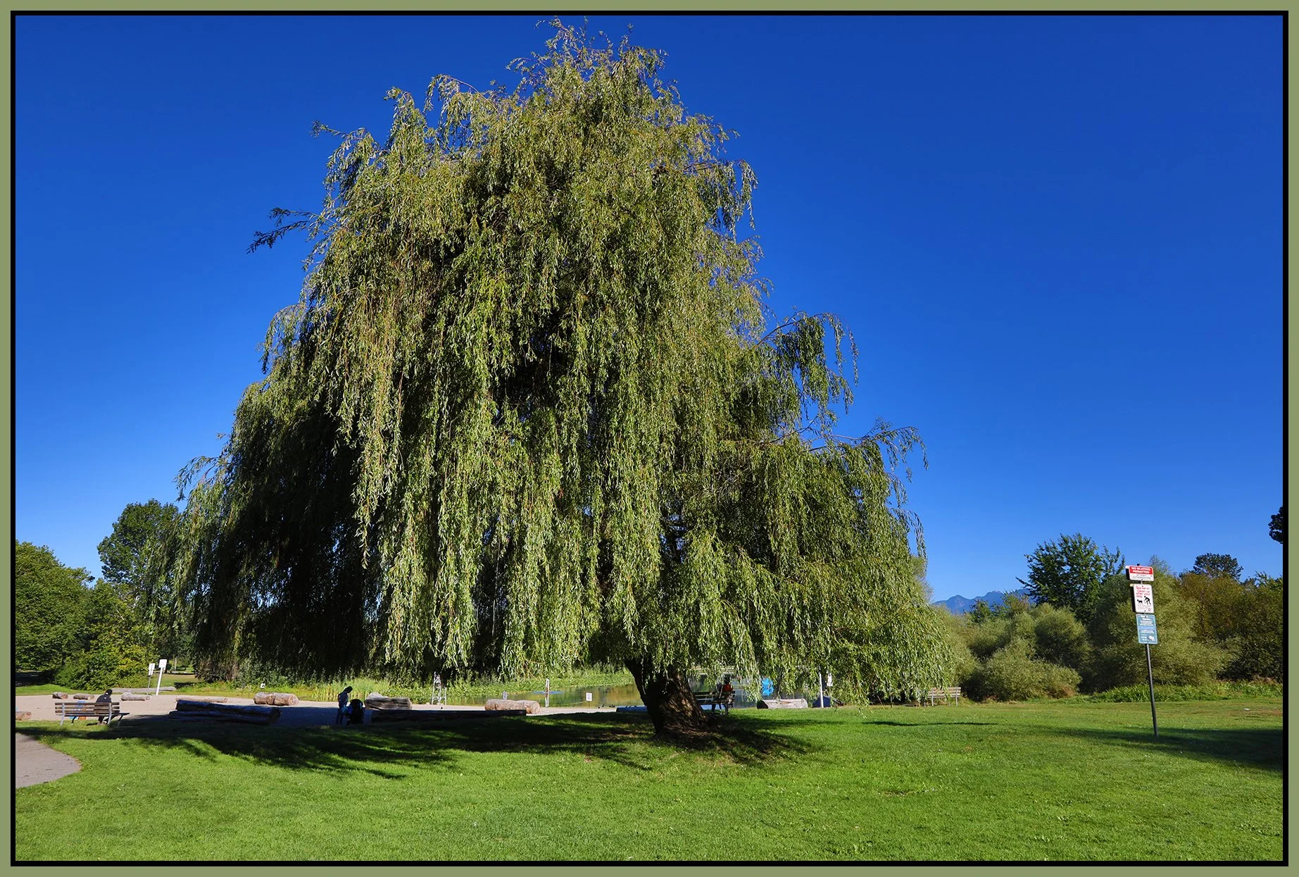 Trout Lake Tree_Aug 28_2020_HDR_4G2837_4x6s.jpg