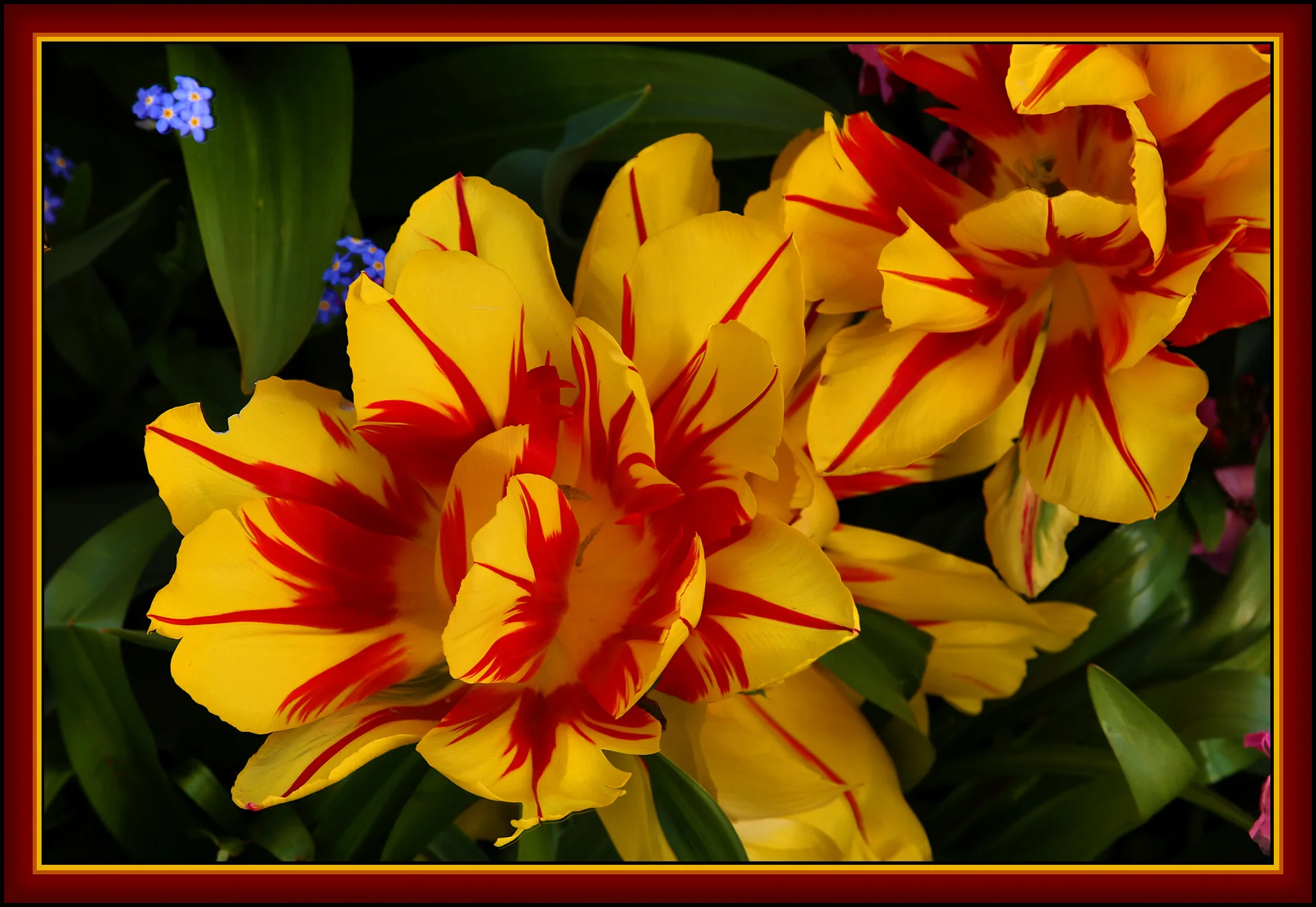 Flowers Tulips_Apr 26_2020_HDR_3B4060_4x6s.jpg