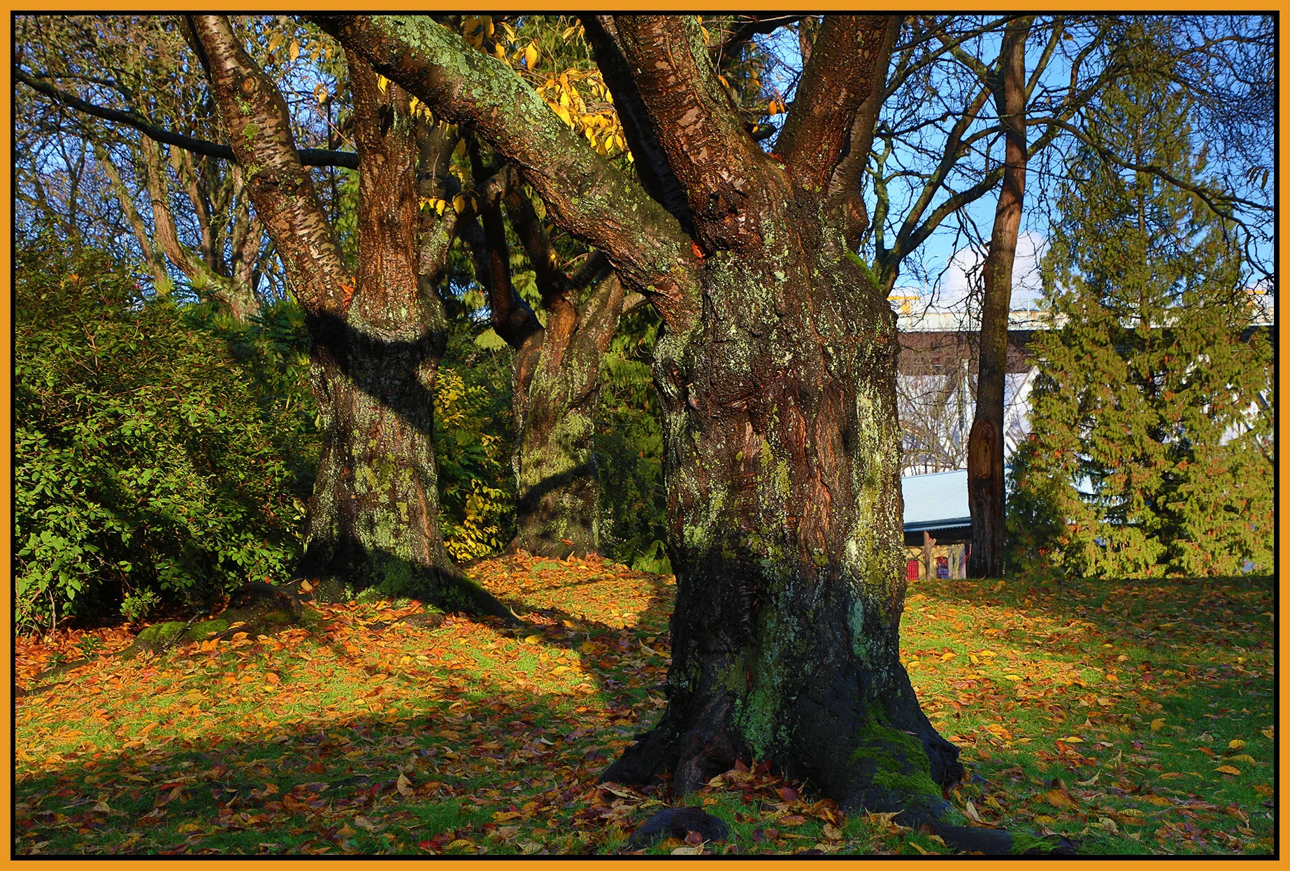 Granville Is Trees_Nov 19_2020_HDR_3B5845_4x6s.jpg