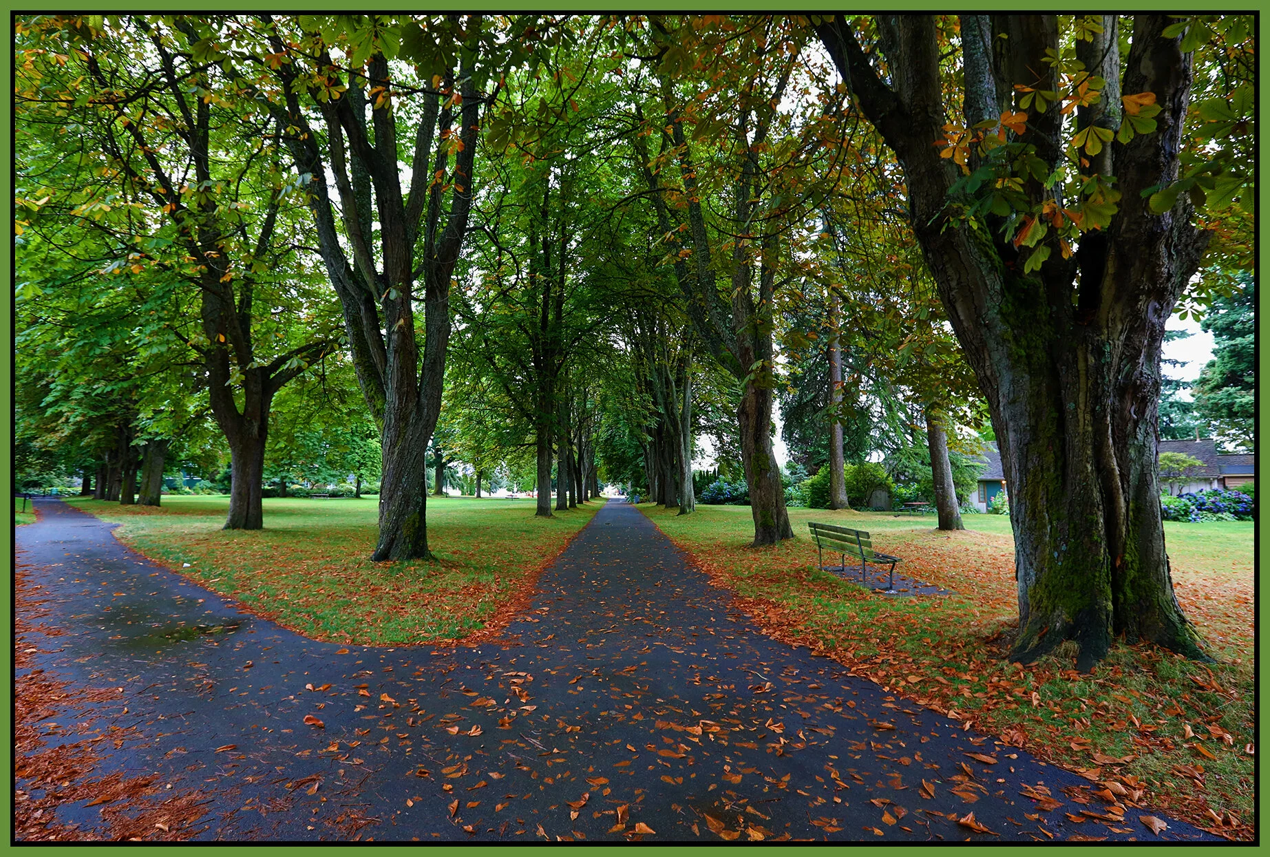 Trees in Stanley Pk_Aug 20_2019_HDR_4G1545_4x6s.jpg