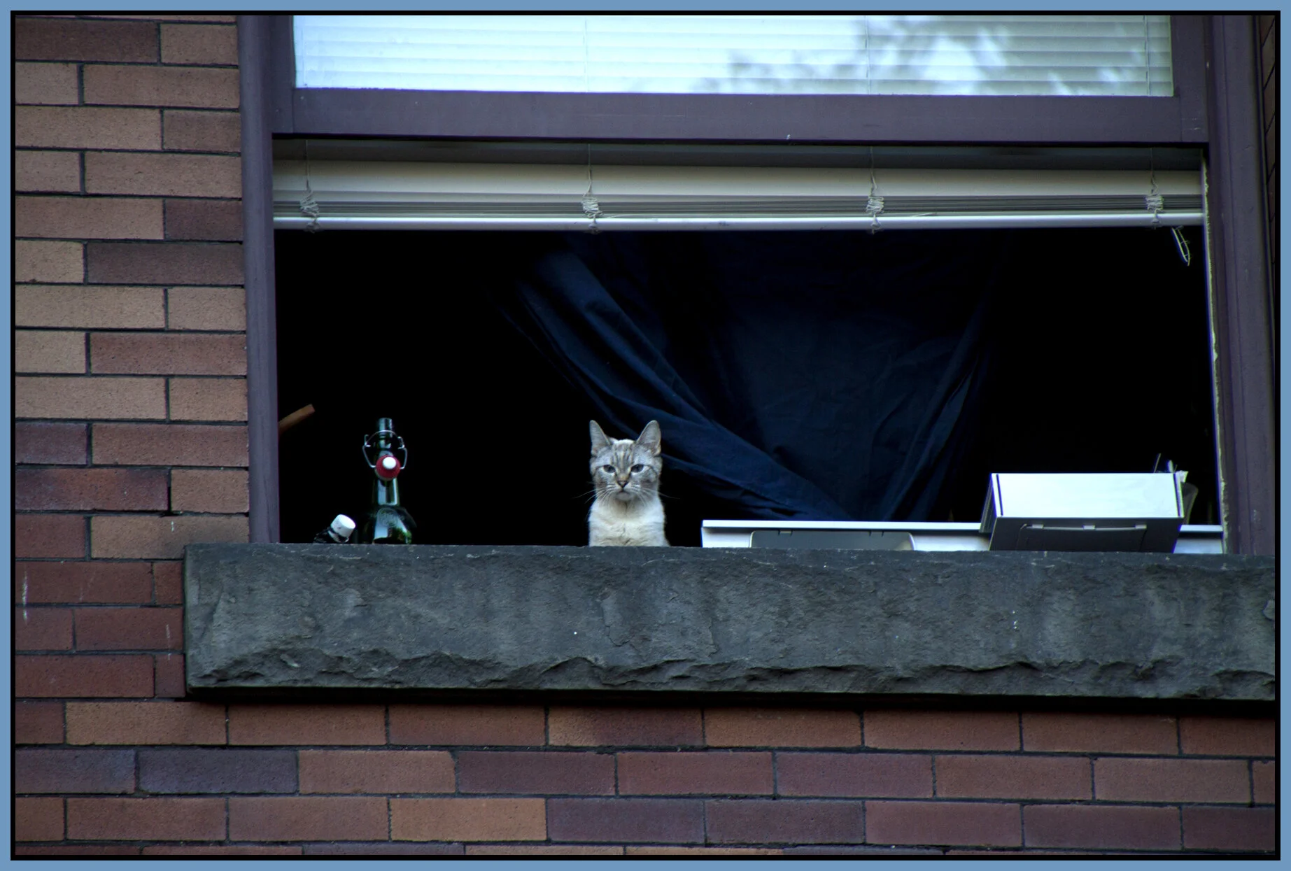 Gastown Cat_July 15_2010_8932_4x6s.jpg