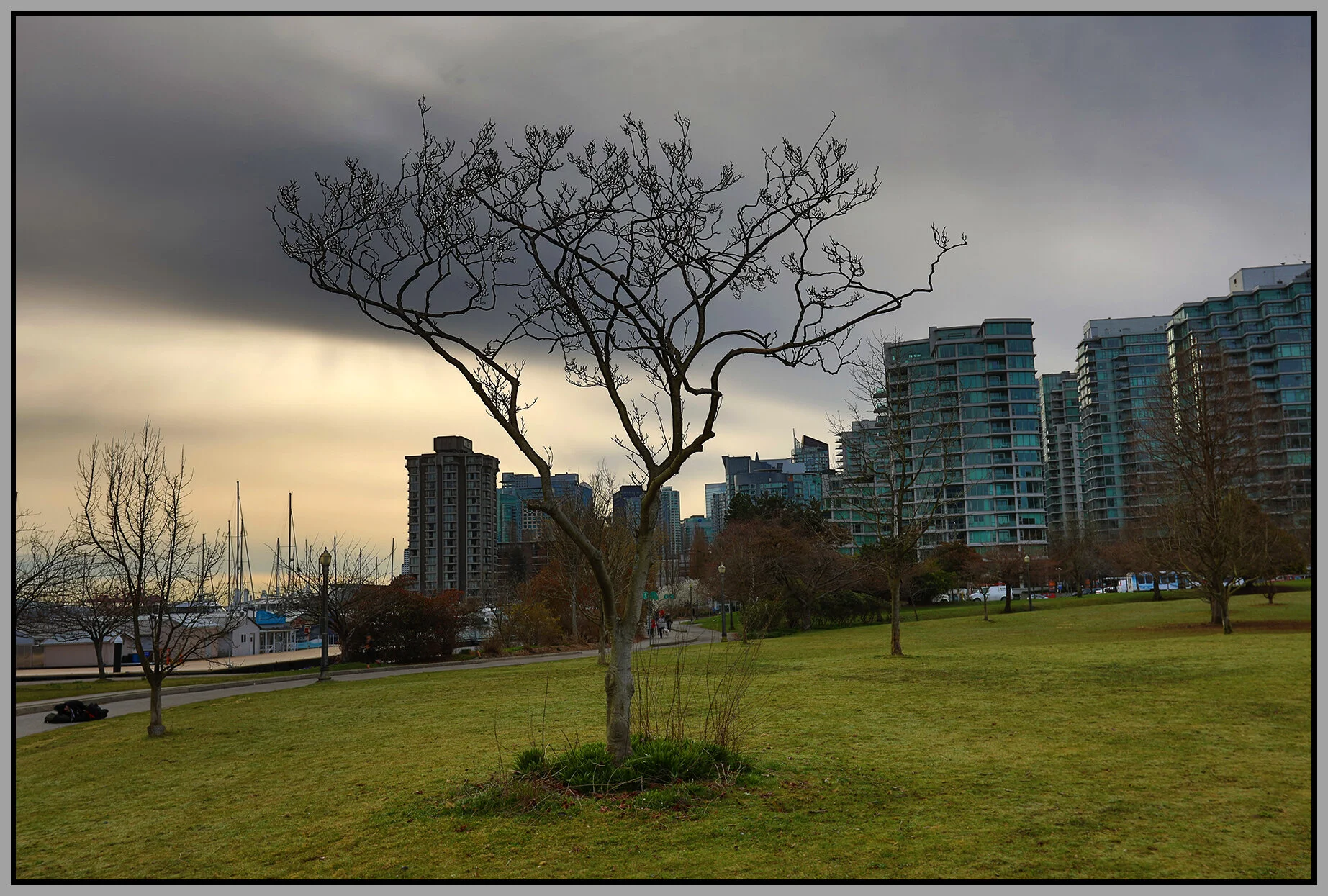 Stanley Pk Tree_Mar 24_2019_HDR_E8206_4x6s.jpg