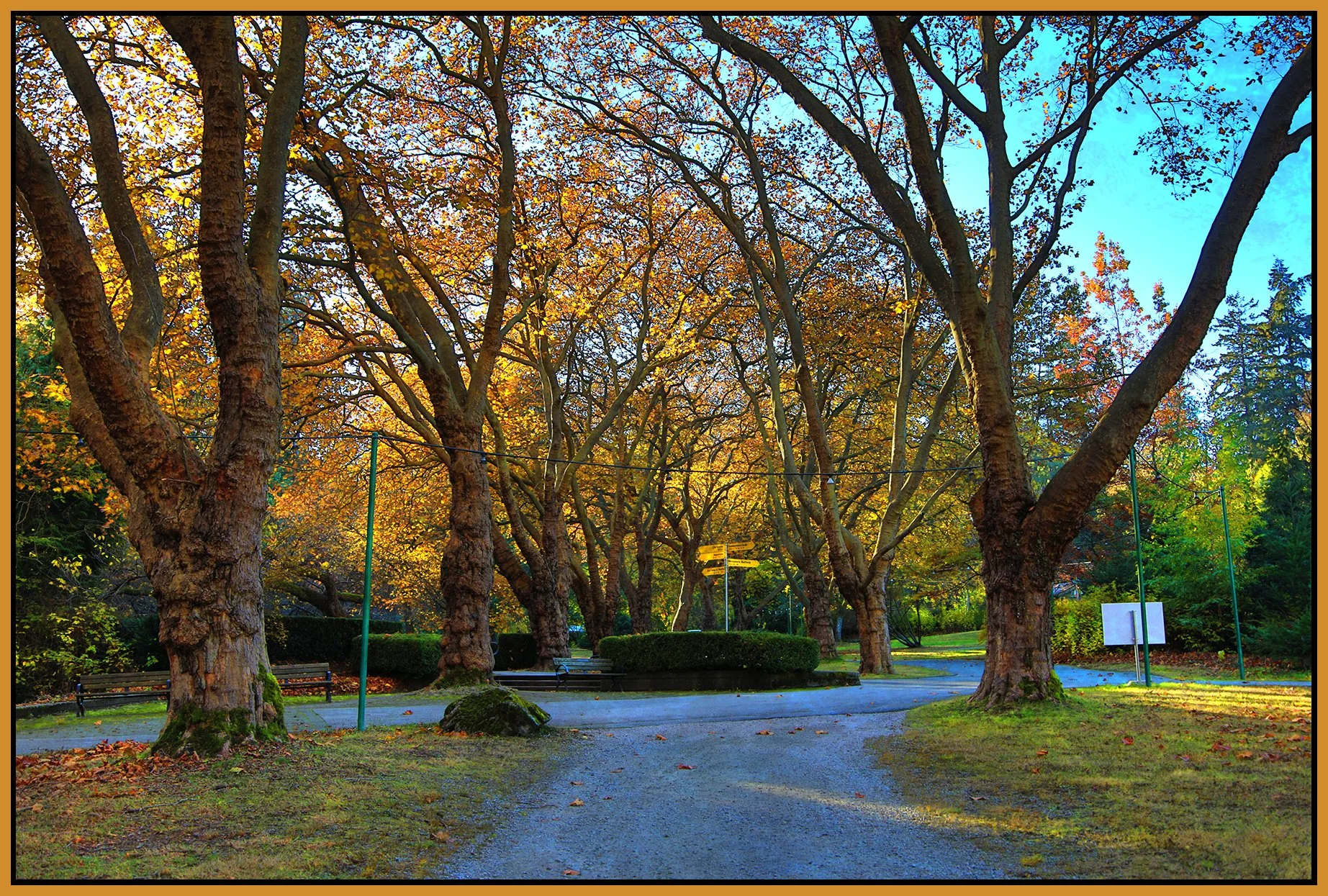 Stanley Park Trees_Nov 18_2022_HDR_4H4714_peUrV_4x6s.jpg