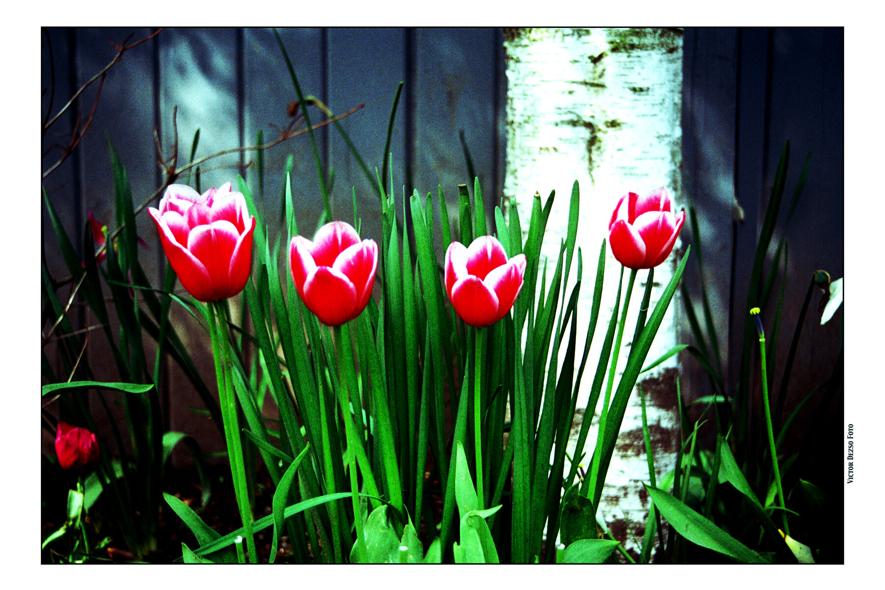Tulips_1.2_4x6.jpg