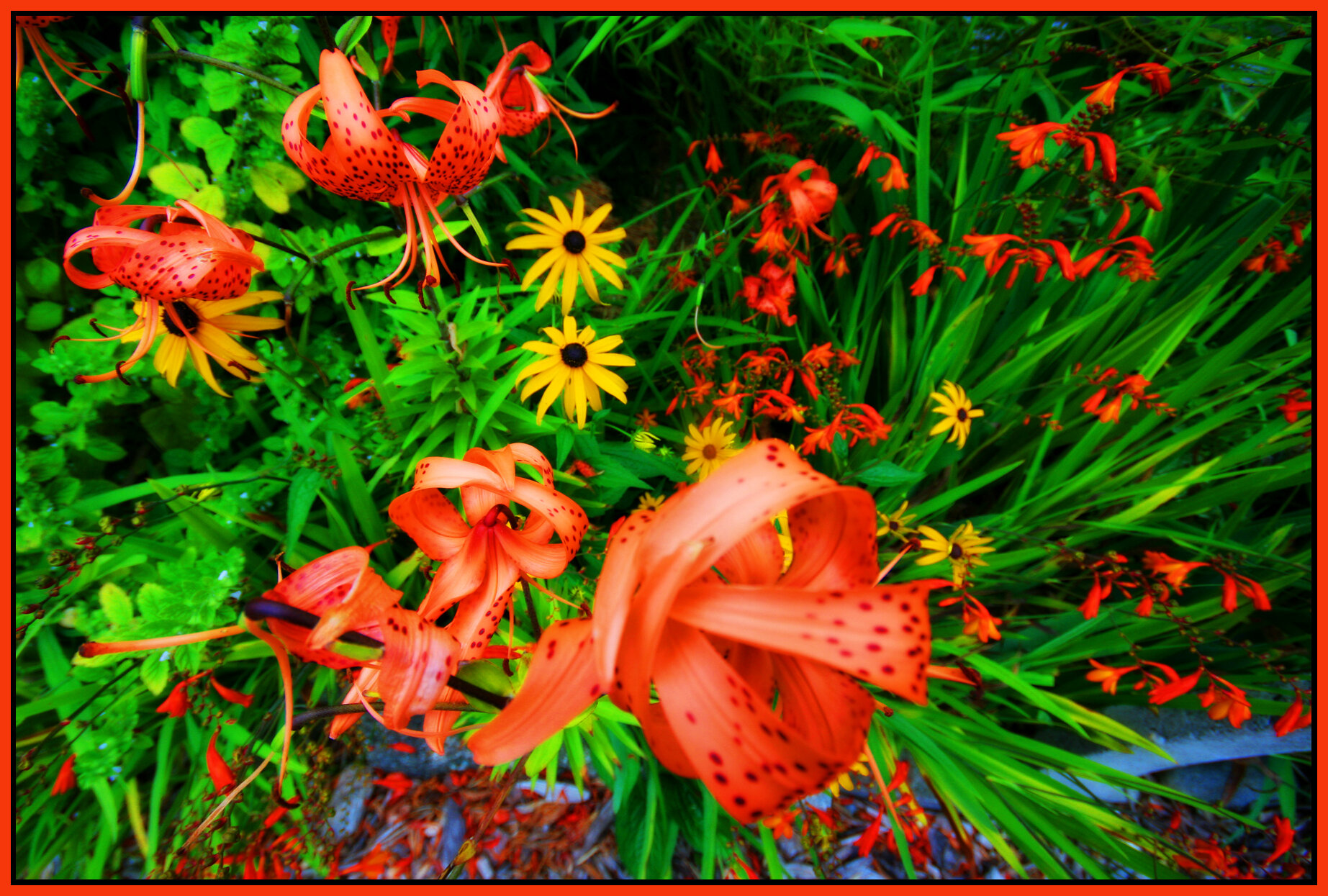 Flowers_9590_3_4x6s.jpg