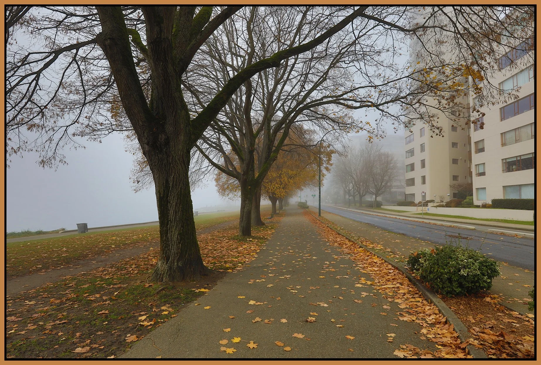 Beach Ave Trees in Fog_Nov 28_2023_HDR_5E0983_4x6s.jpg