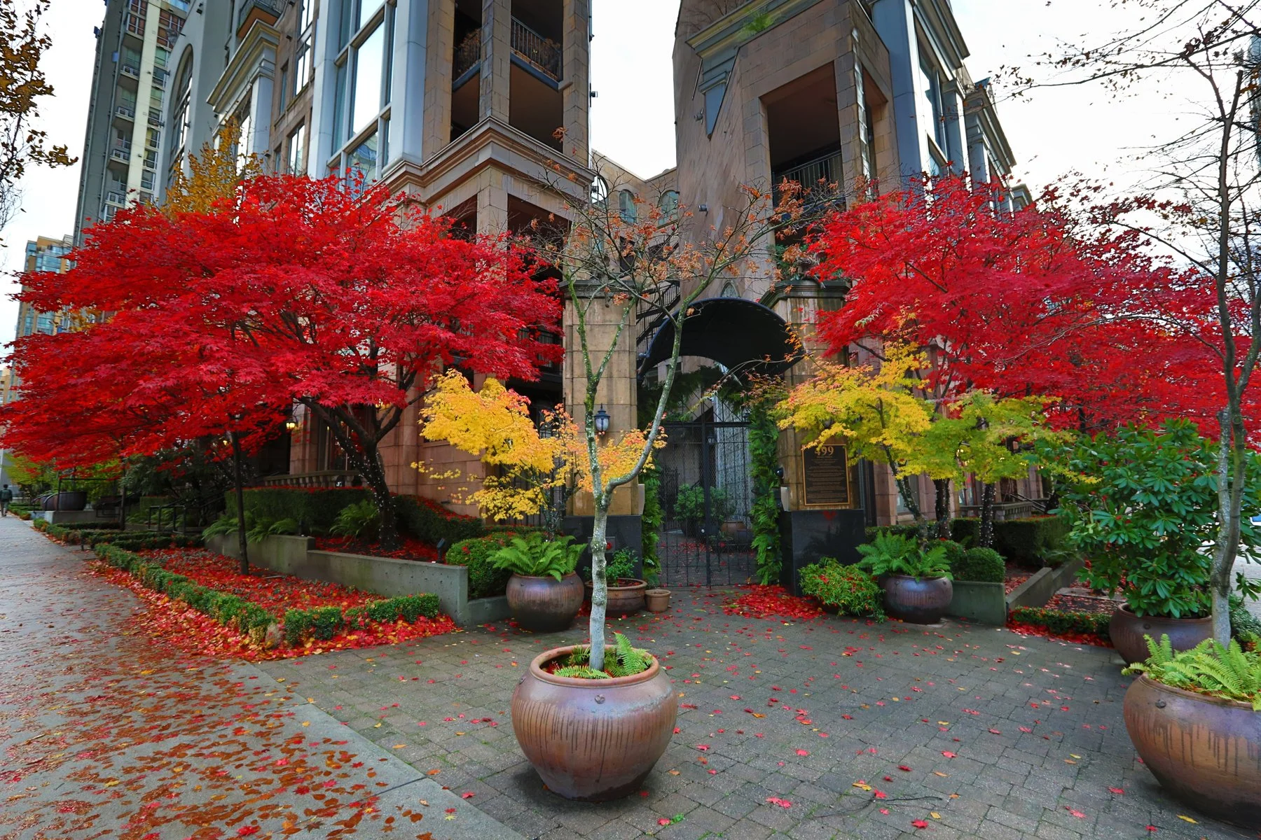 499 Drake Trees_Nov 15_2017_HDR_B0039_4x6.jpg