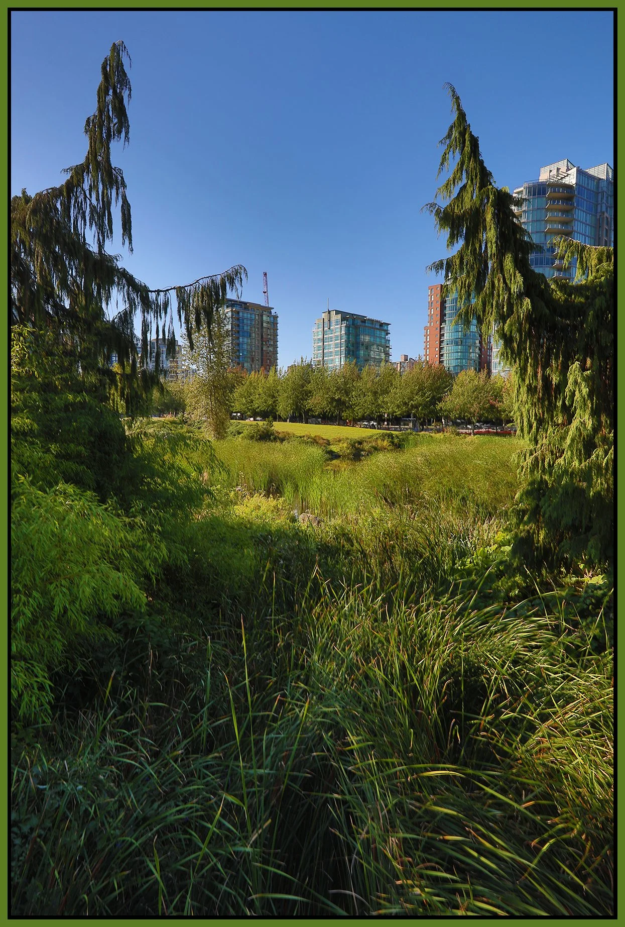 Devonian Harbour Park Bullrushes_Aug 23_2025_HDR_4K1732_4x6s.jpg