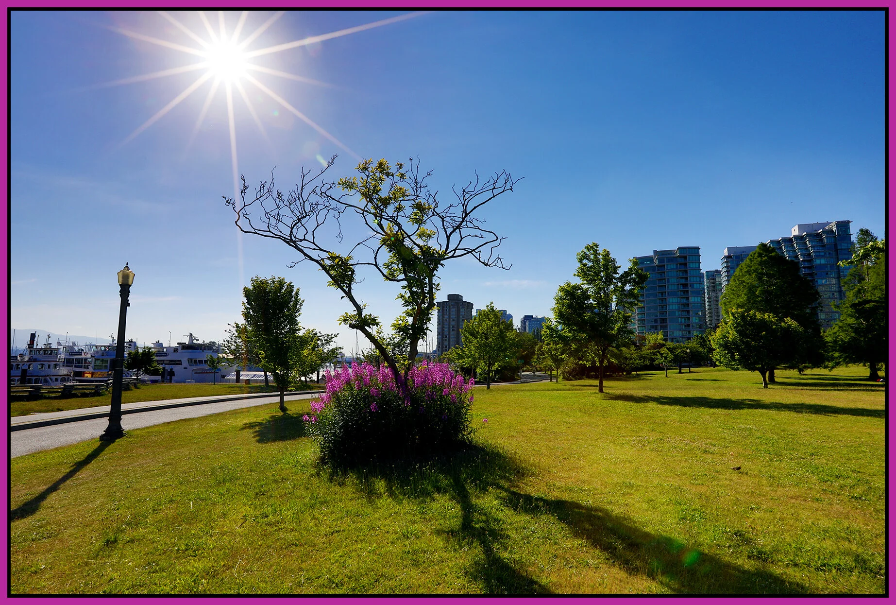 Devonian Harbour Pk Tree_Jun 24_2021_HDR_5A0148_4x6s.jpg