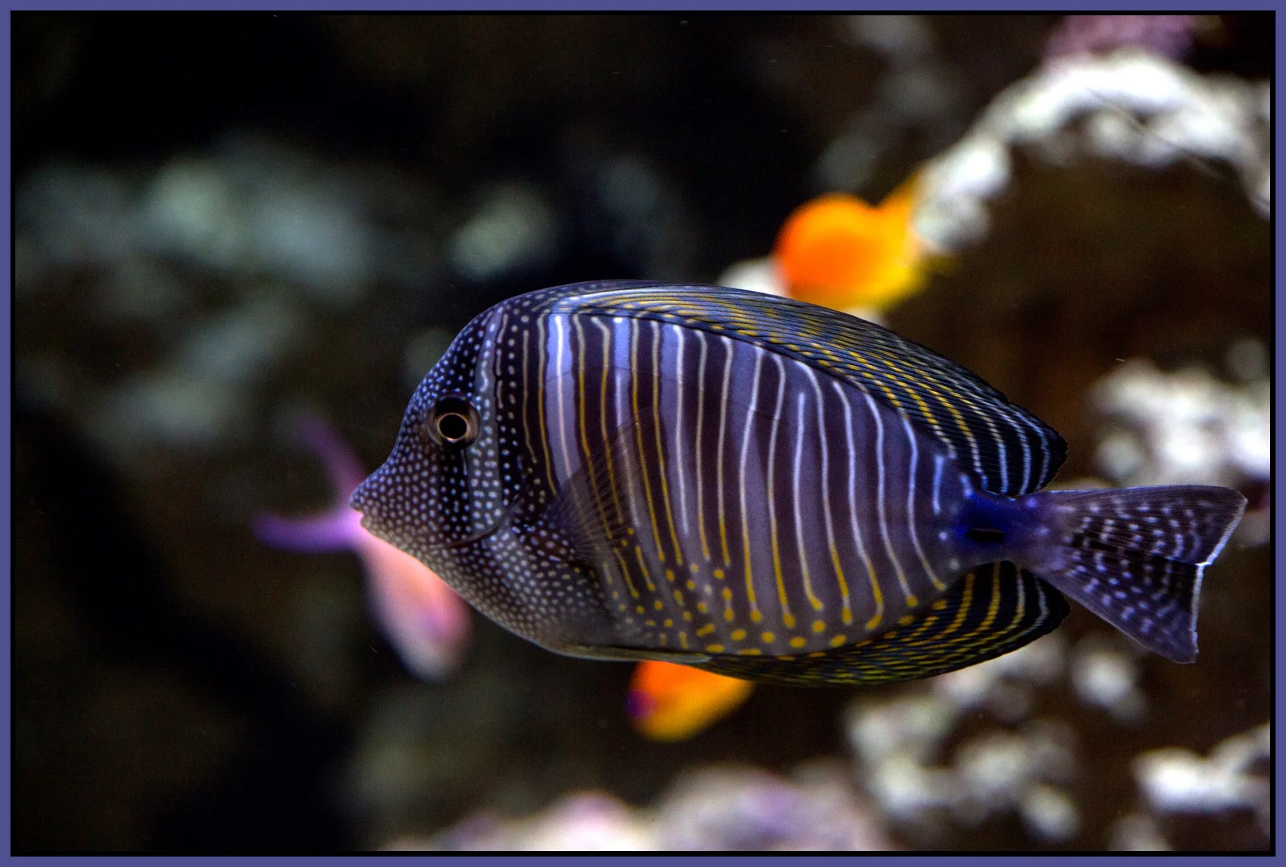 Vancouver Aquarium_Apr 20_2015_F5073_4x6s.jpg