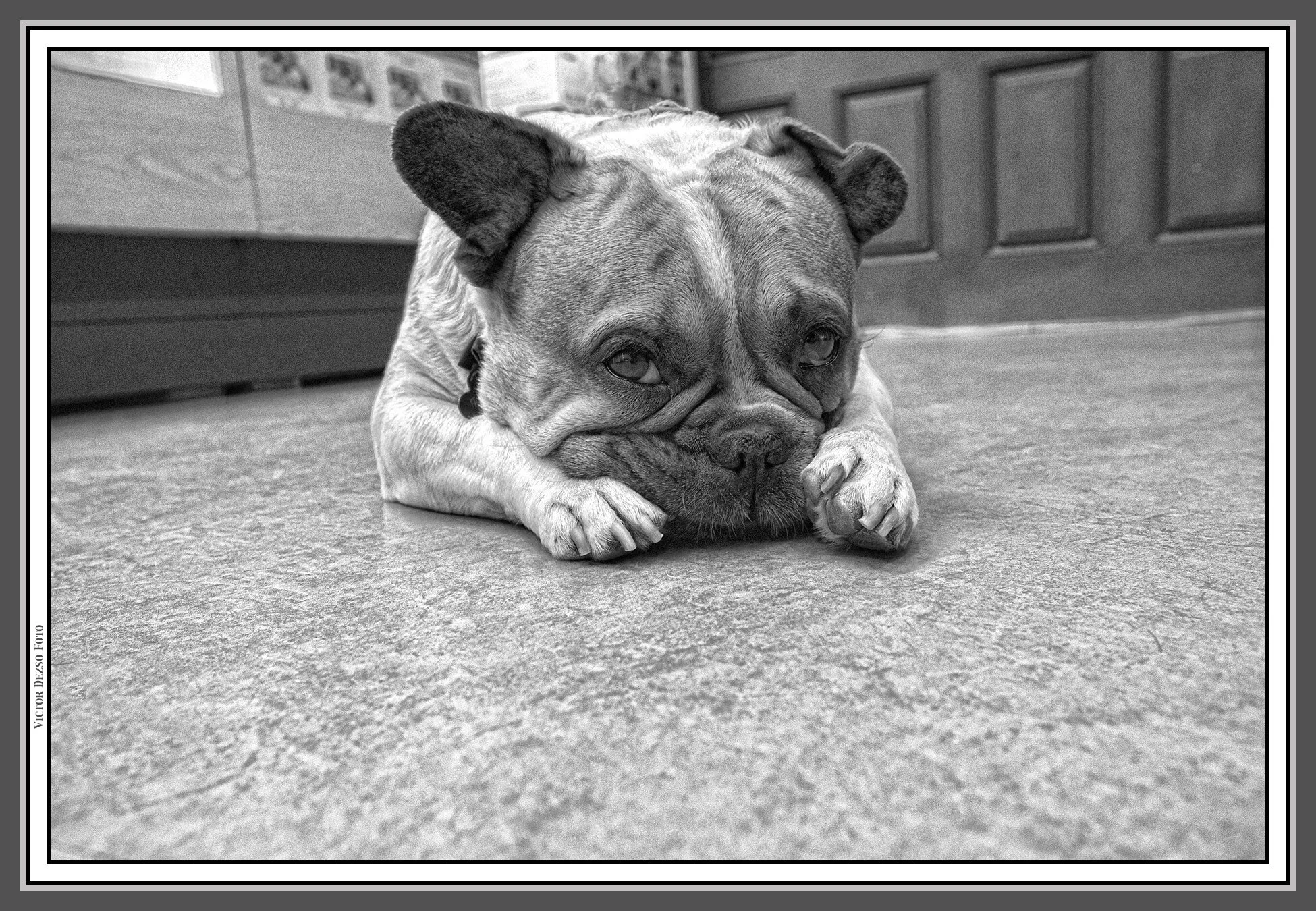 Loki at Gastown Photo_Sep 7_2019_CR2_F2810_peLitePncl_4x6s.jpg