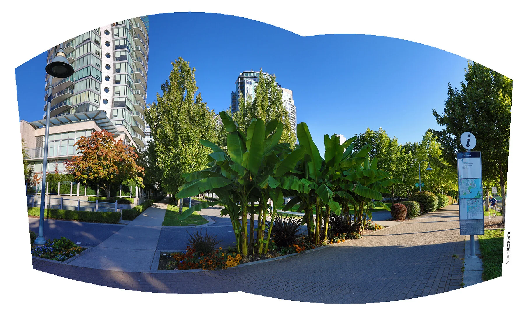 Concord Pacific Palm Trees_Sep 10_2020_HDR_Pan_4G6633_4x7s.jpg