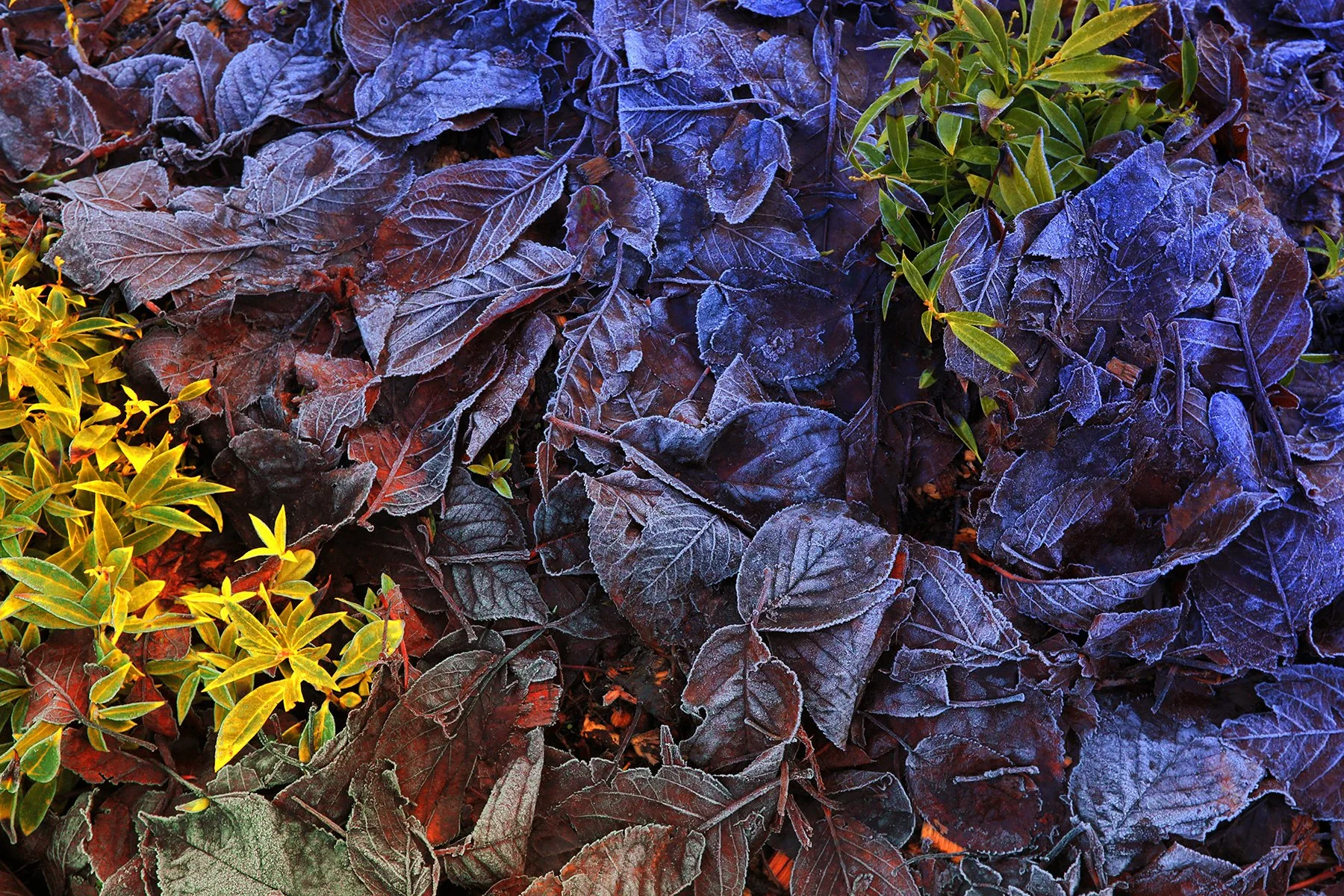 Frosty Leaves_Dec 19_2021_HDR_5A3102_peW&CCntrst_4x6.jpg