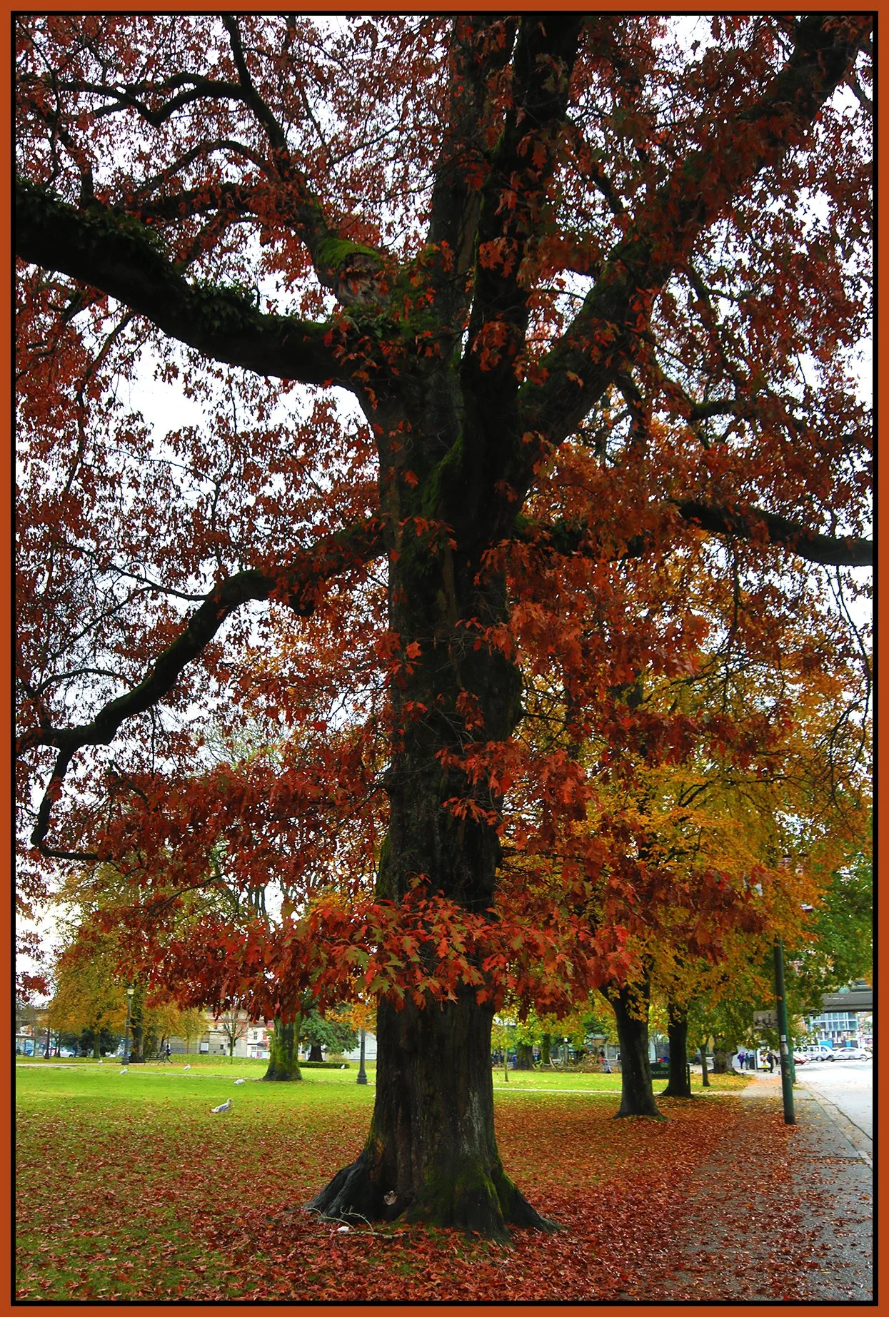 Thornton Park Tree_Nov 3_2024_HDR_5E3995_4x6s.jpg