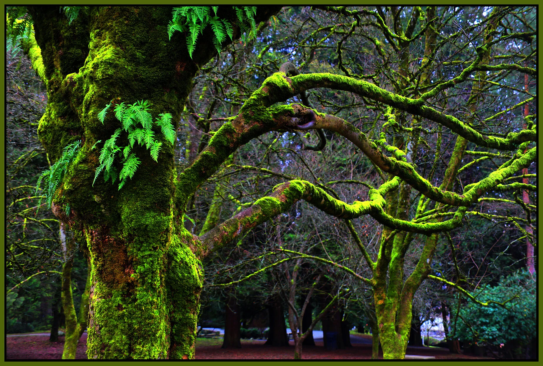 Queen's Pk Trees_Jan 27_2019_HDR_D5297_peUndrWtr_4x6s.jpg
