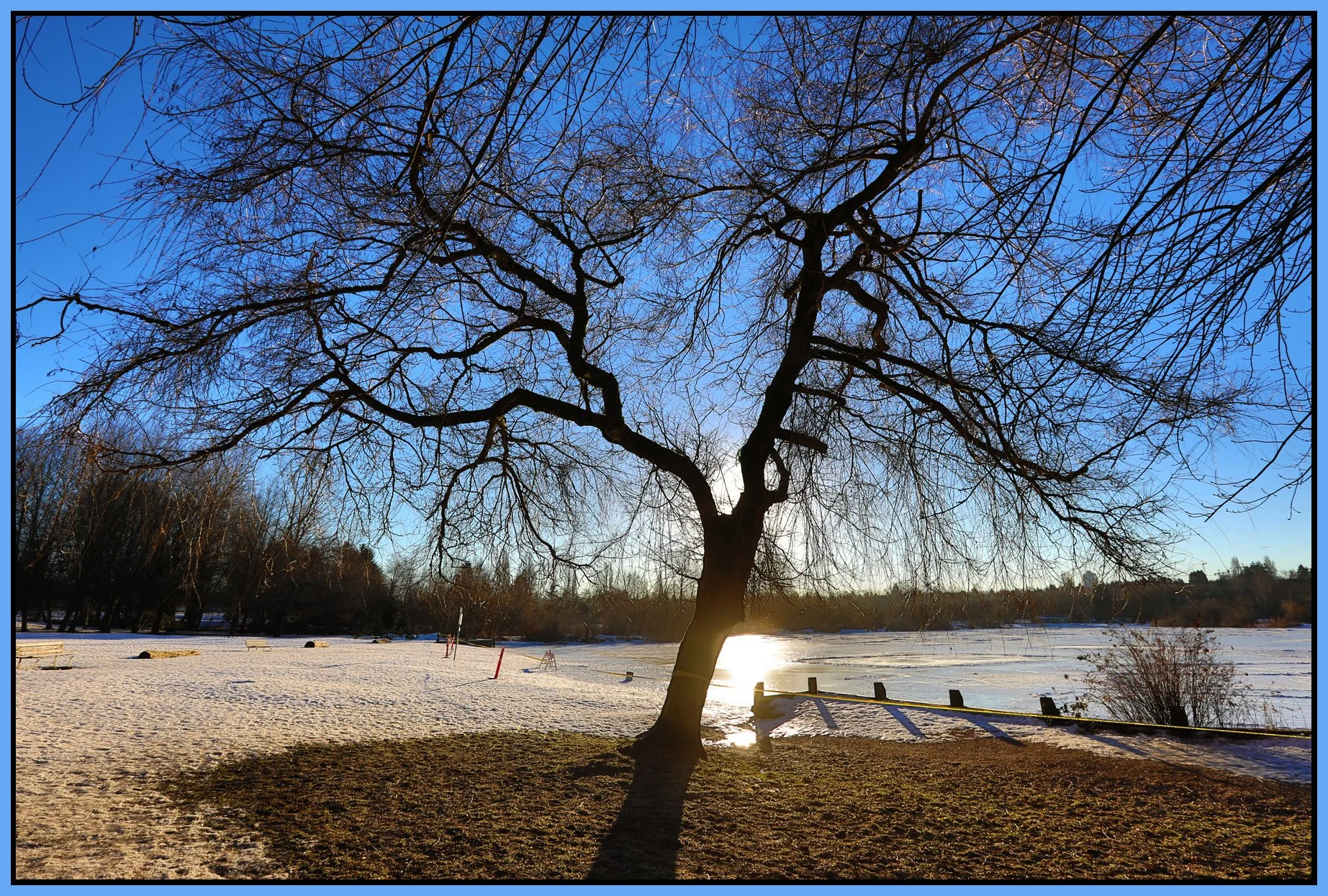 Trout Lake Trees Snow_Jan 11_2017_HDR_A5396_4x6s.jpg