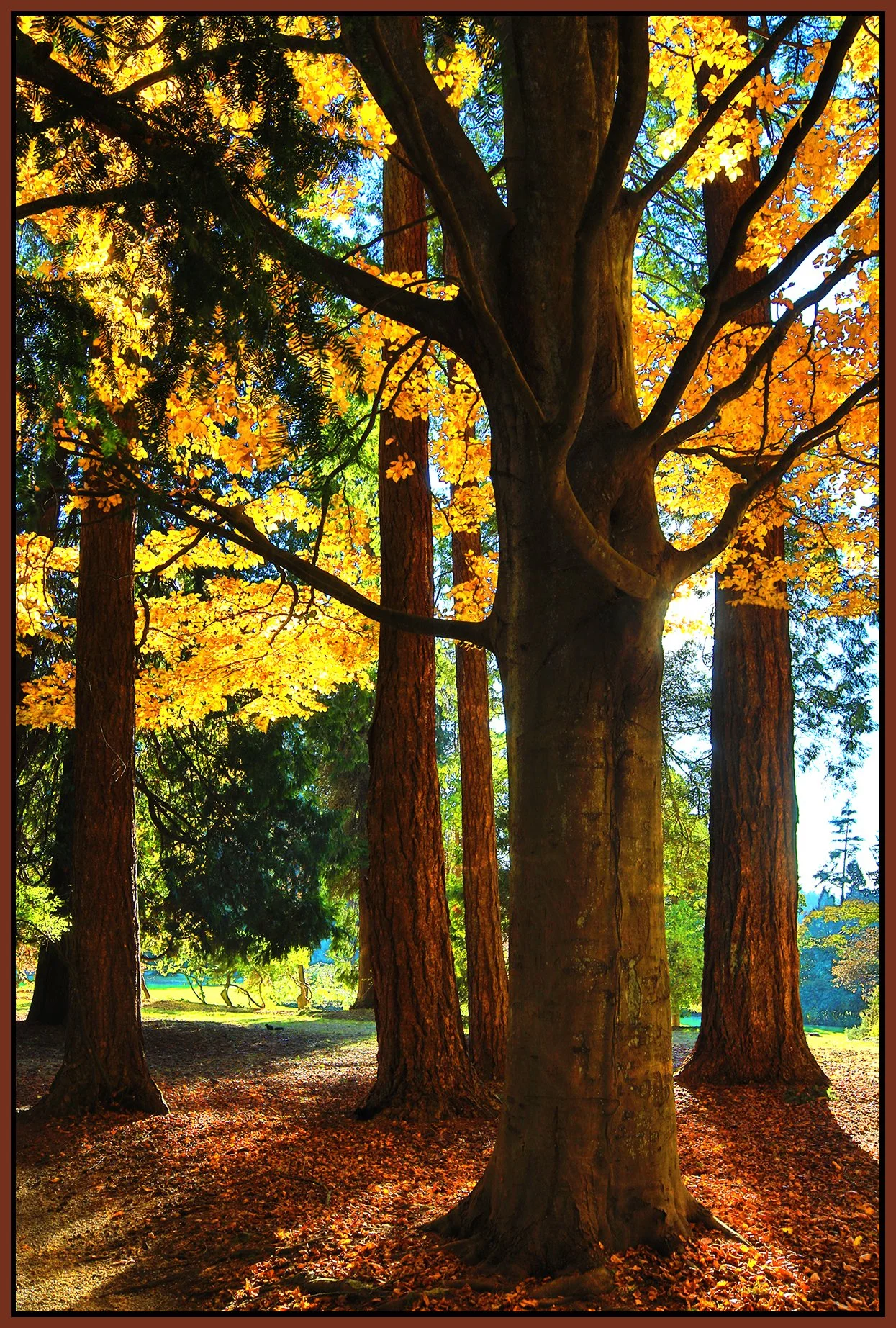 Stanley Park Trees_Nov 18_2022_HDR_4H4746_peUrV_4x6s.jpg
