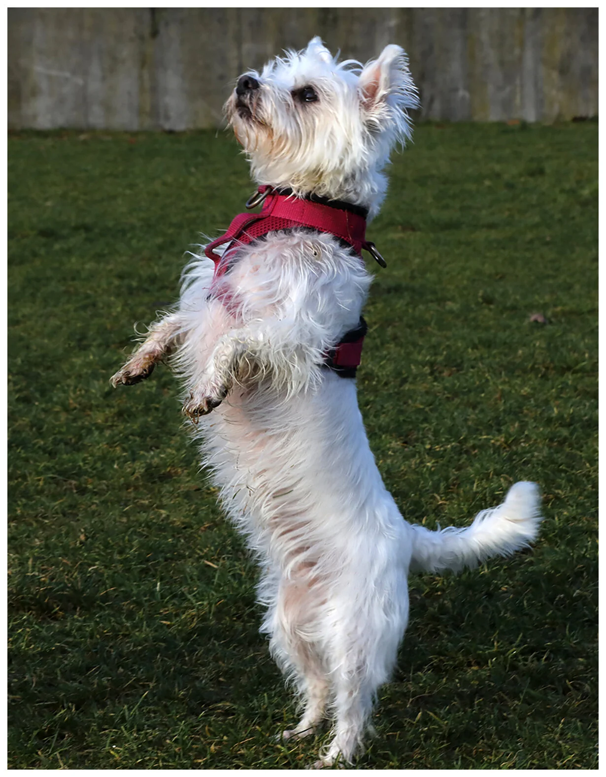 Pixel in New West_Dec 25_2019_F0162_4x5s.jpg