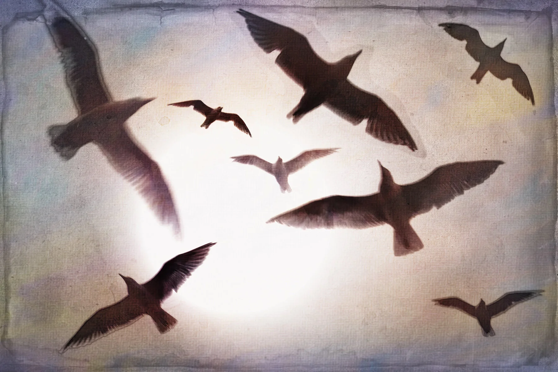 Seagulls_Aug 30_2021_CR2_5A0920&&_peOld asG_4x6.jpg