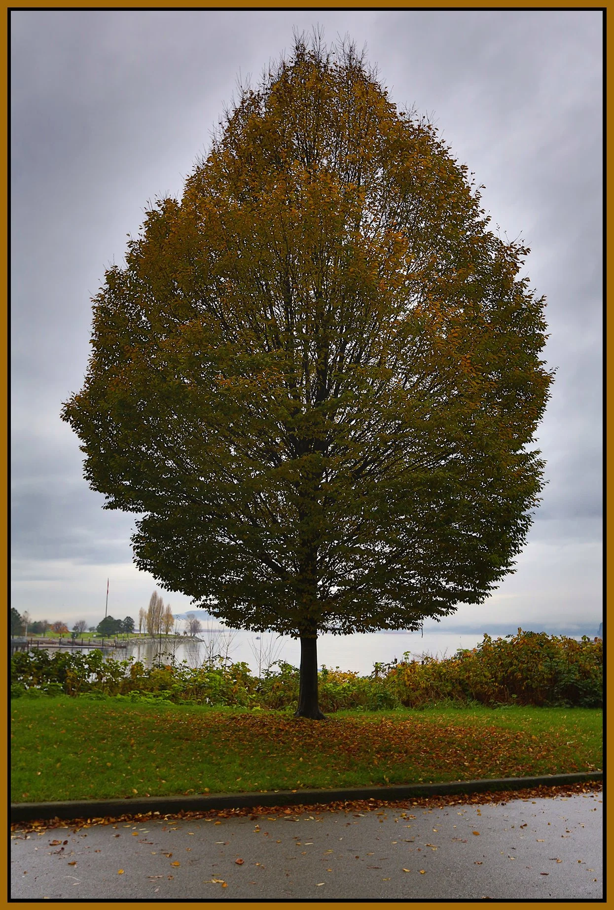 English Bay Tree LkgW_Nov 13_2015_HDR_H2078_4x6s.jpg