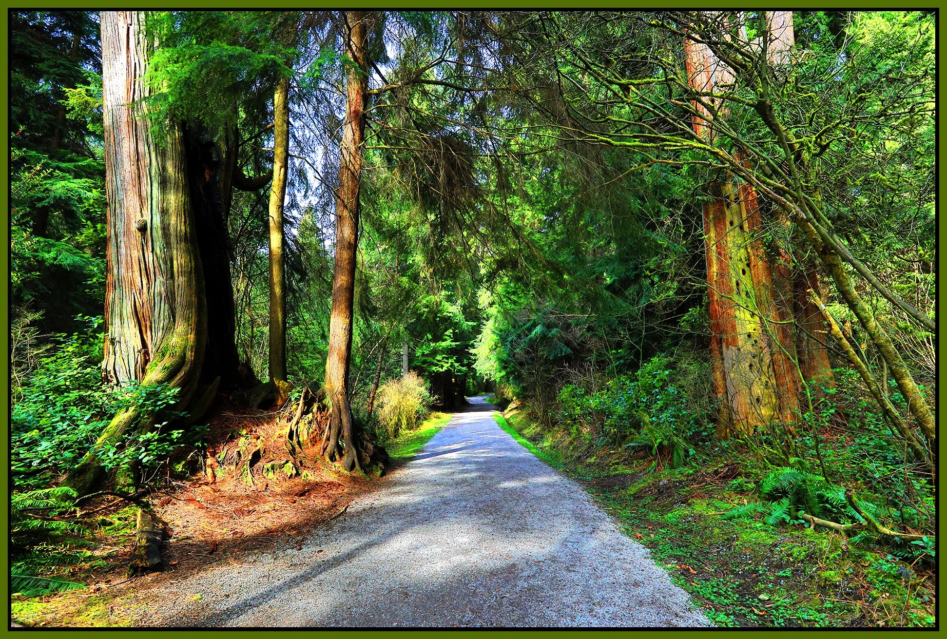 Stanley Pk Trees_Mar 12_2021_HDR_5A4607_peUrV_4x6s.jpg