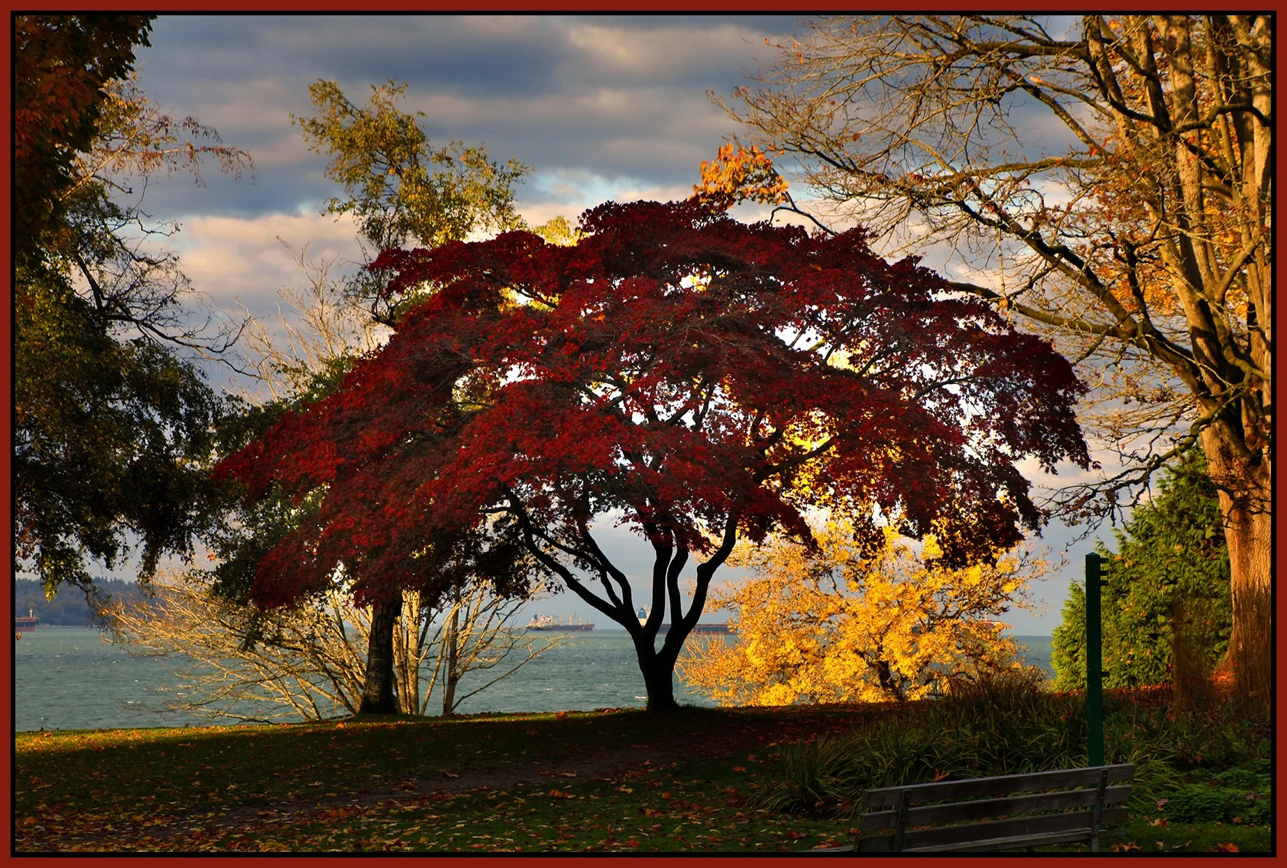 English Bay Trees_Oct 23_2023_HDR_5C8488_peHyperstrip_4x6s.jpg