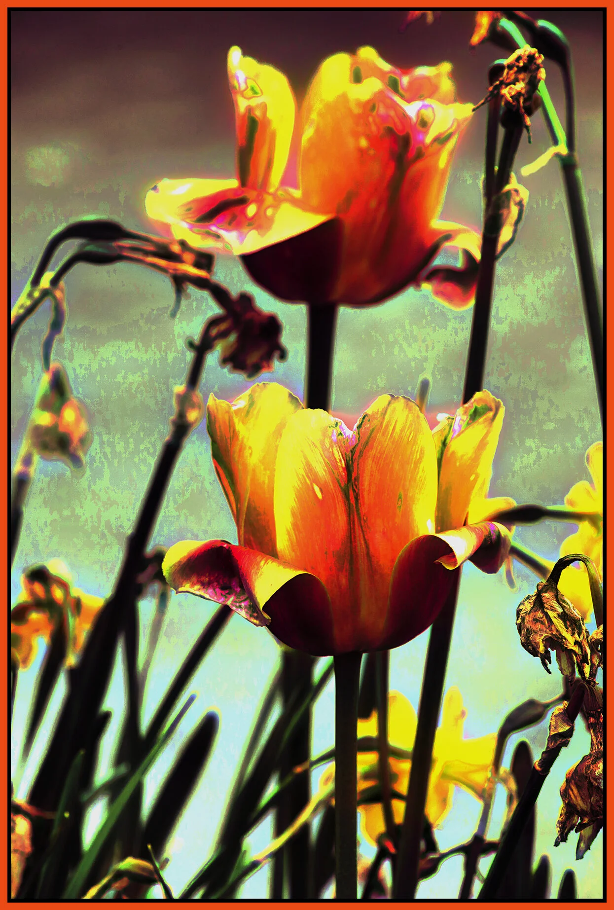 Flowers Tulips_May 6_2021_HDR_4G8376_peVintage_addPurpl_Drkn-RepairOvr_4x6s.jpg