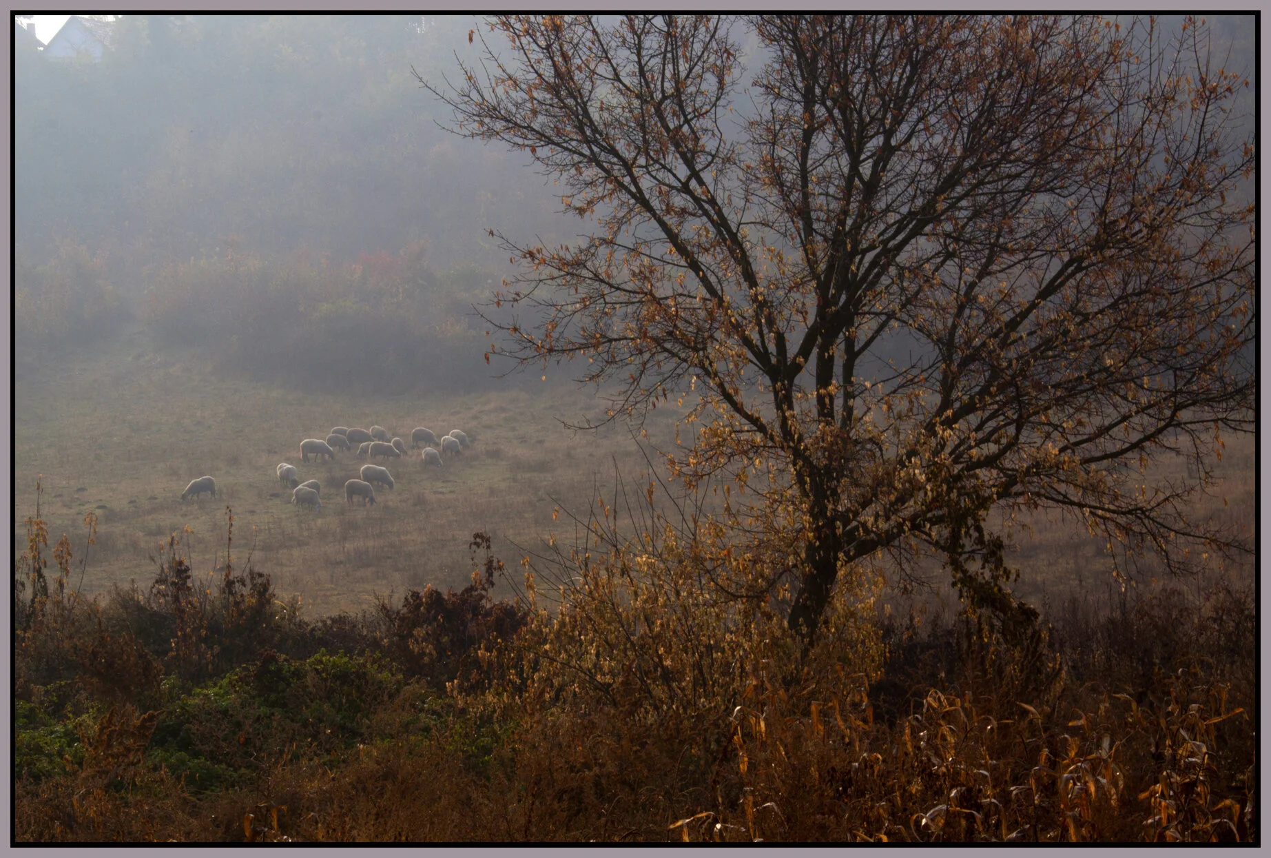 Hungary_Nov. 4_2011_5312vel_4x6s.jpg