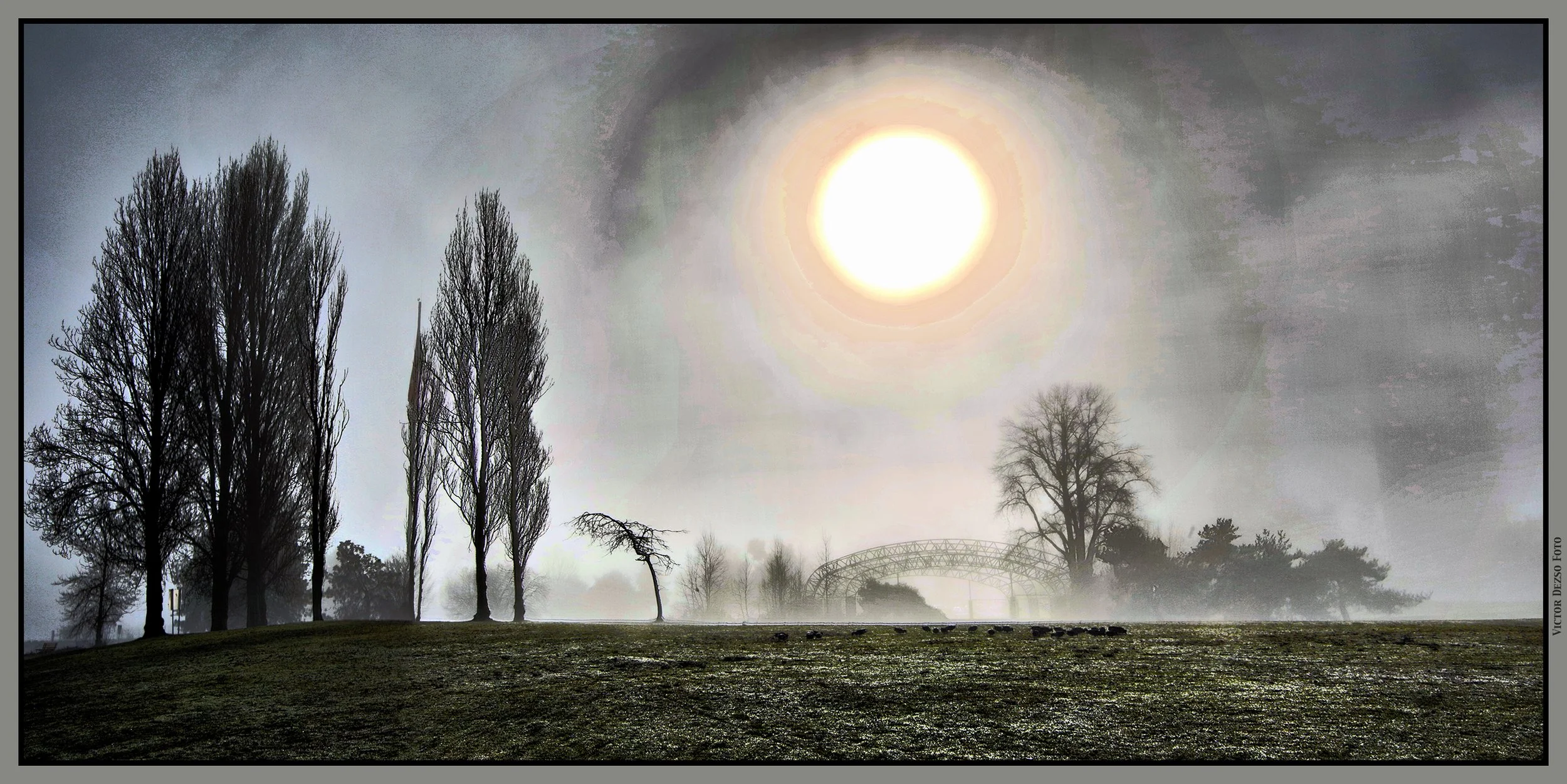 Vanier Park Trees in Fog_Jan 21_2026_HDR_Pan_5F5661_peGeo_4x8s.jpg