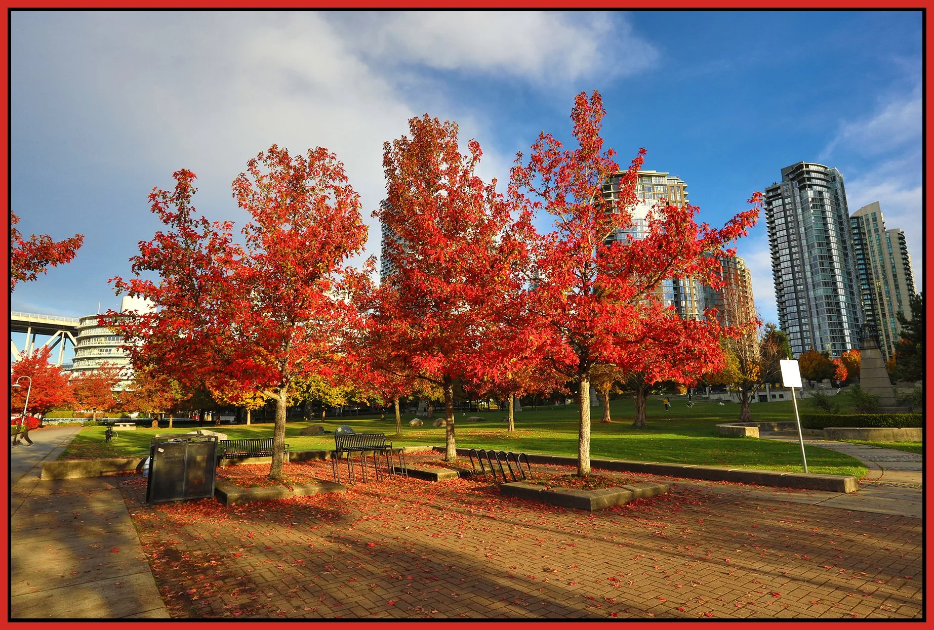 Concord Pacific Trees_Nov 2_2022_HDR_5C4588_4x6s.jpg