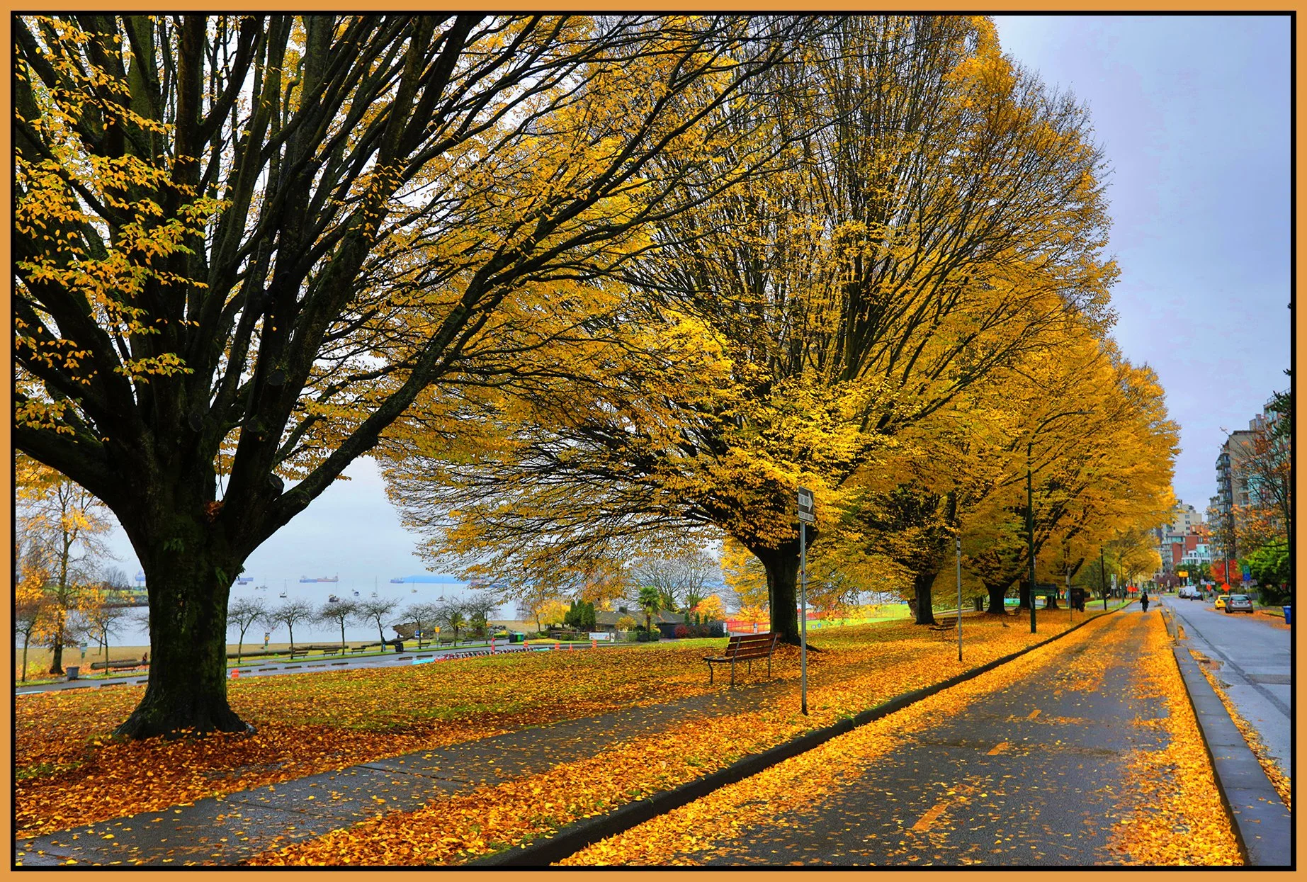 Beach Ave Trees_Nov 15_2025_HDR_4K5275_peWater_4x6s.jpg
