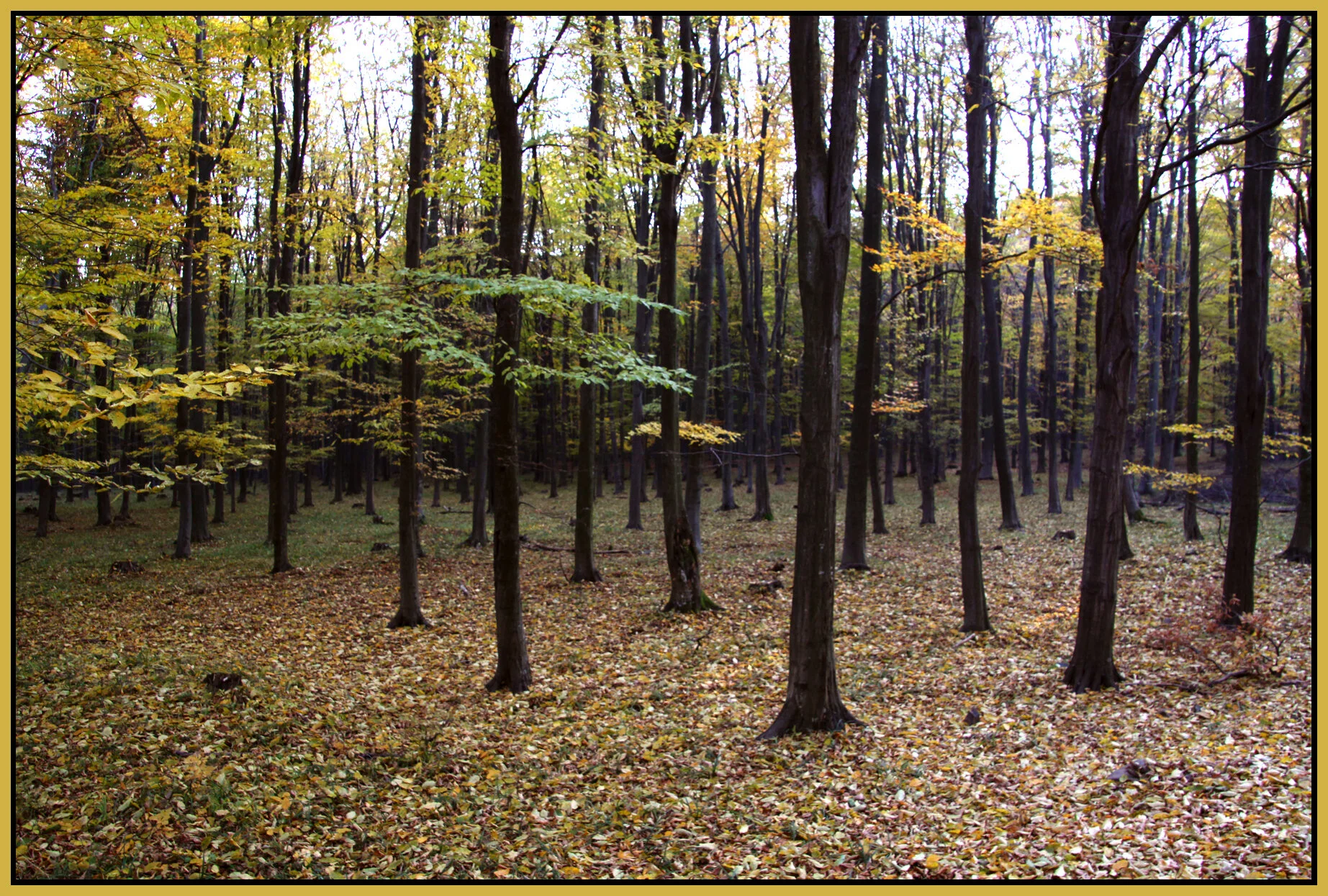 Mátra_Nov 1_2011_4118vel_4x6s.jpg