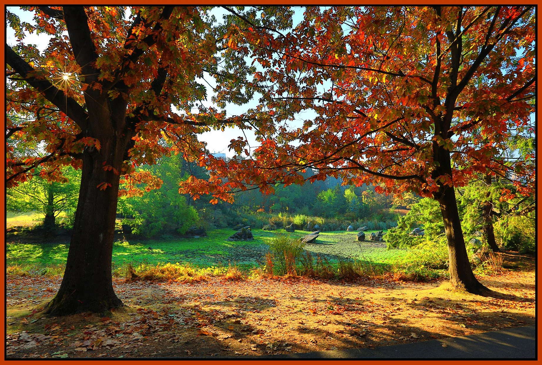 Charleson Pk Trees_Oct 19_2022_HDR_5C3946_peWater_4x6s.jpg