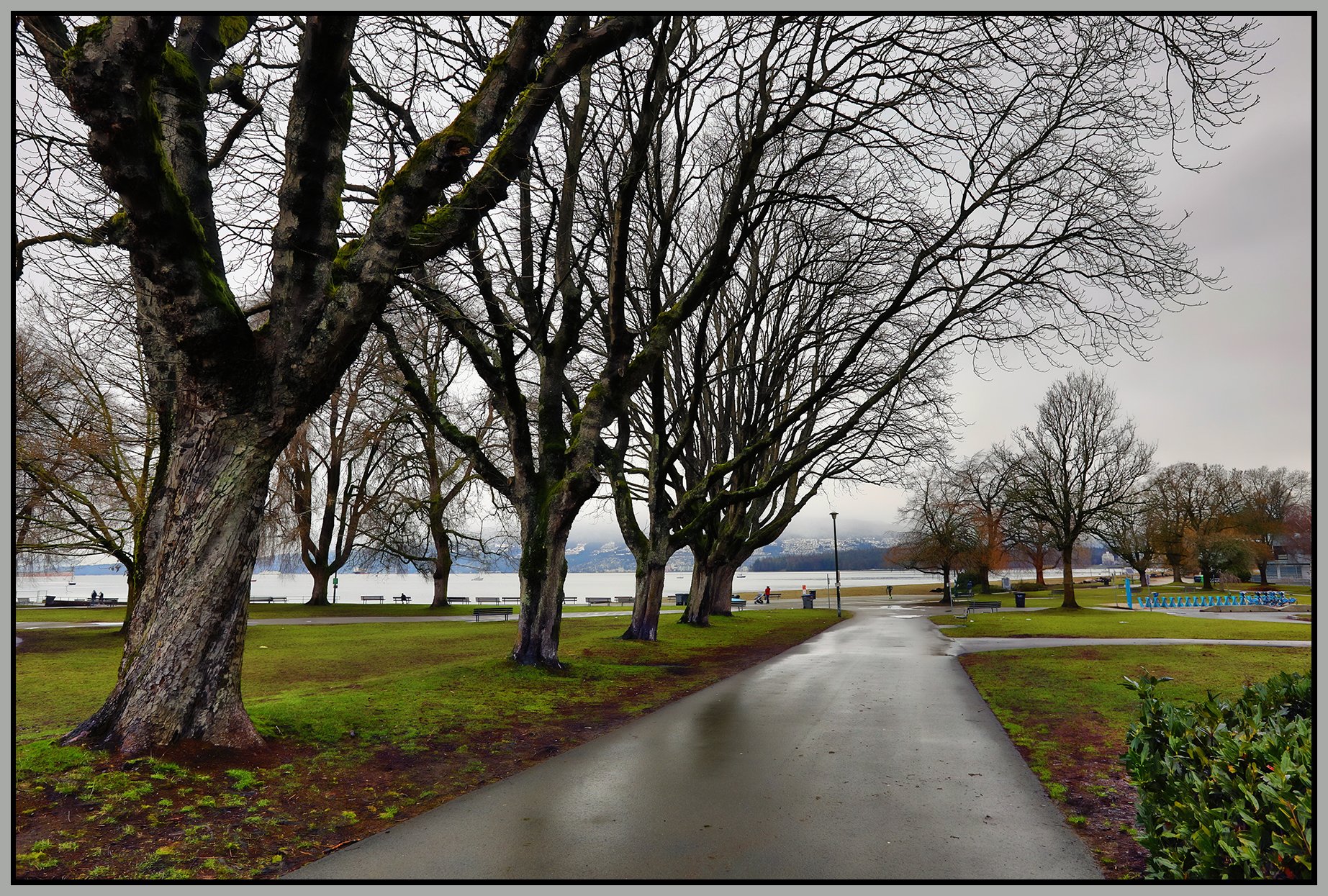 Kits Beach Trees_Feb 1_2023_HDR_5D3498_peShdngCntrst_4x6s.jpg