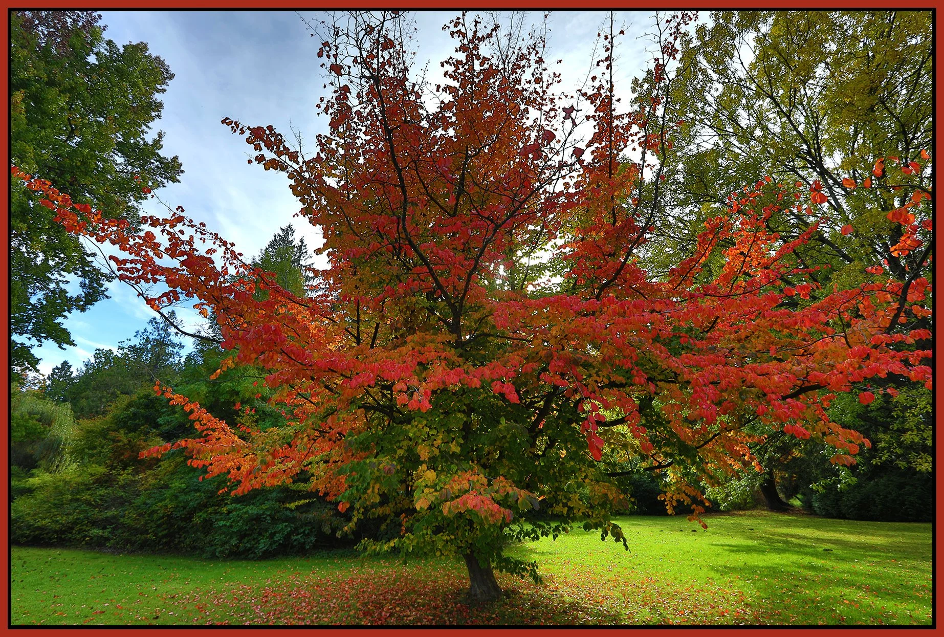 Queen E. Park Tree_Oct 13_2024_HDR_5E2826_4x6s.jpg