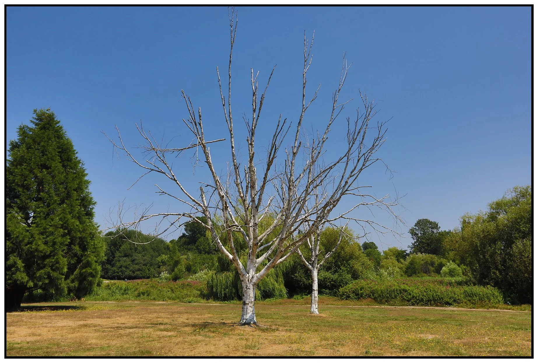 Trout Lake Trees_Jul 9_2021_HDR_5A2562_4x6s.jpg