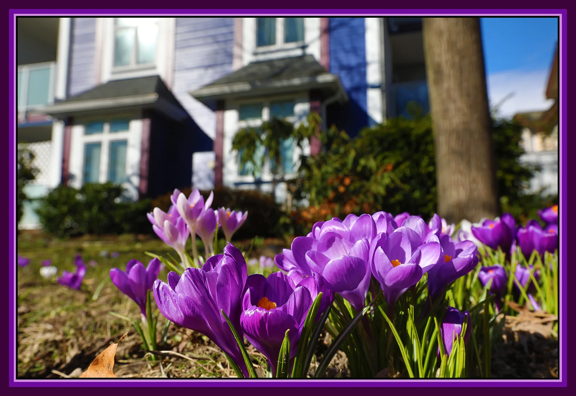 Crocusses Strathcona_Mar 5_2019_HDR_E4322_4x6s.jpg