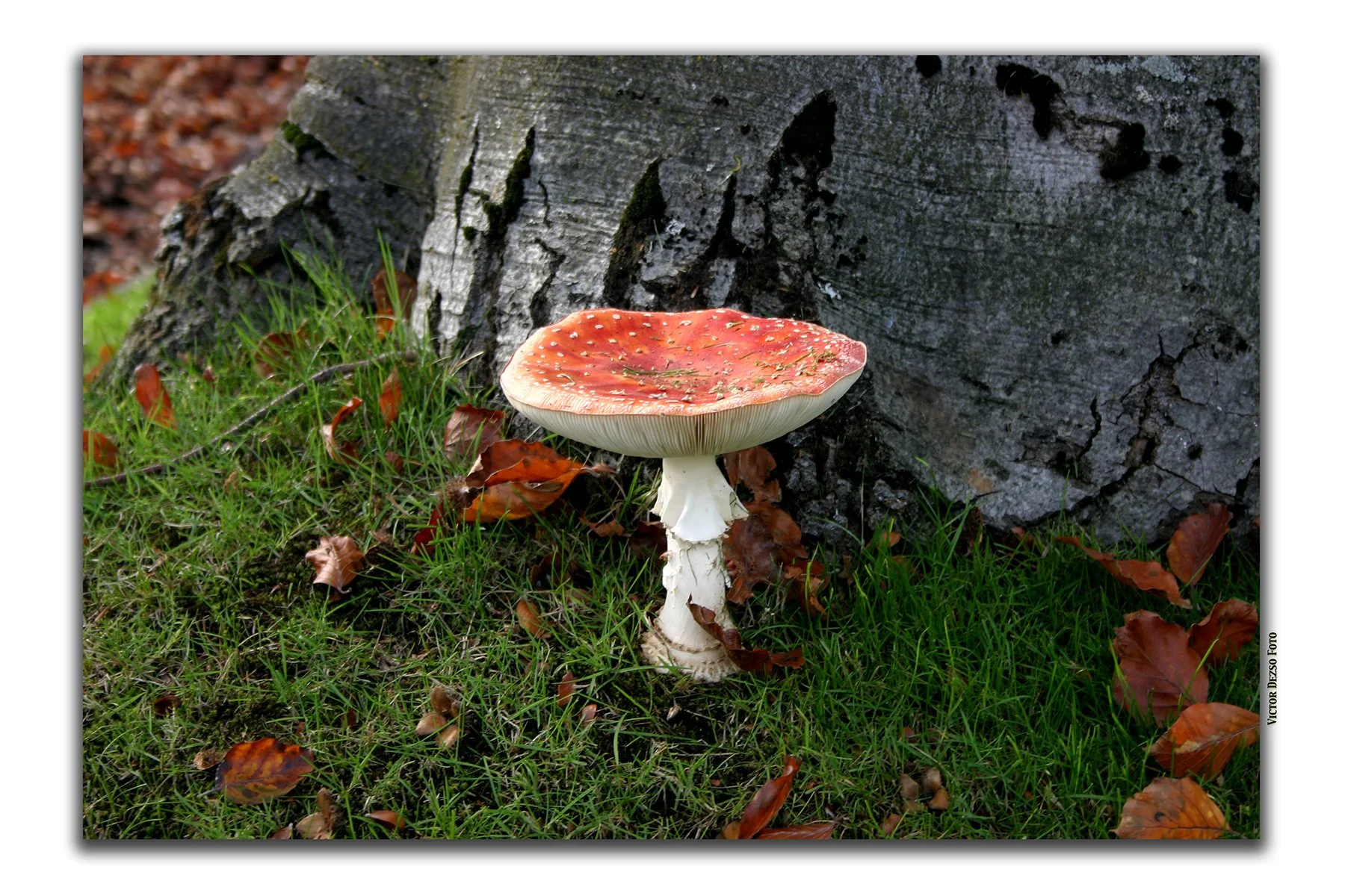 Red Mushroom_1927_1_4x6s.jpg